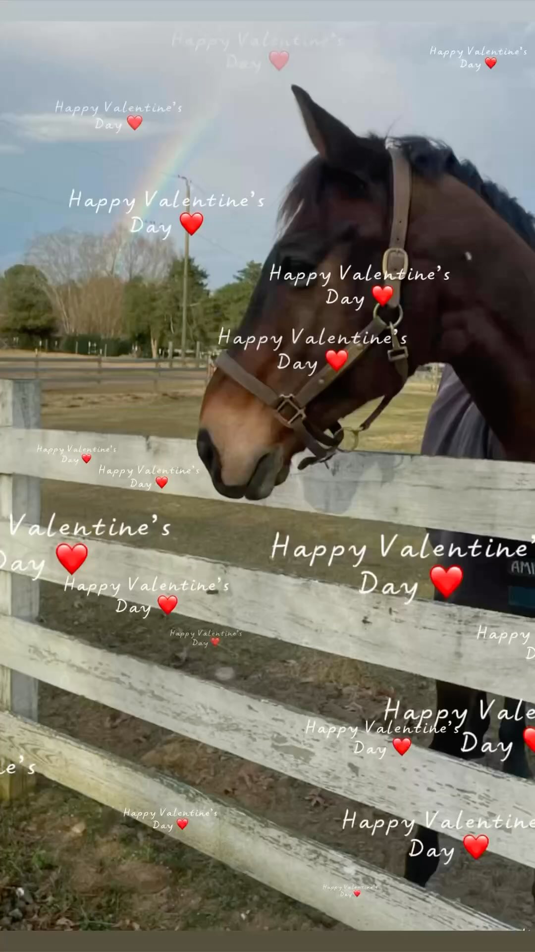 Love isn’t just roses and chocolates.
For us, it’s early mornings, cold fingers, muddy boots, and one more ride before dark.
It’s the quiet partnership built over years.
It’s trust in the start box.
It’s the feeling when everything clicks.
At Miller Eventing, we know the greatest love story is between a rider and their horse — built on respect, grit, and heart.
Happy Valentine’s Day to the ones who carry us, teach us, and make us better every single day. ❤️🐴
#MillerEventing #HorseLove #ValentinesDay2026🐎💞 #fernhillfreestyle🍀