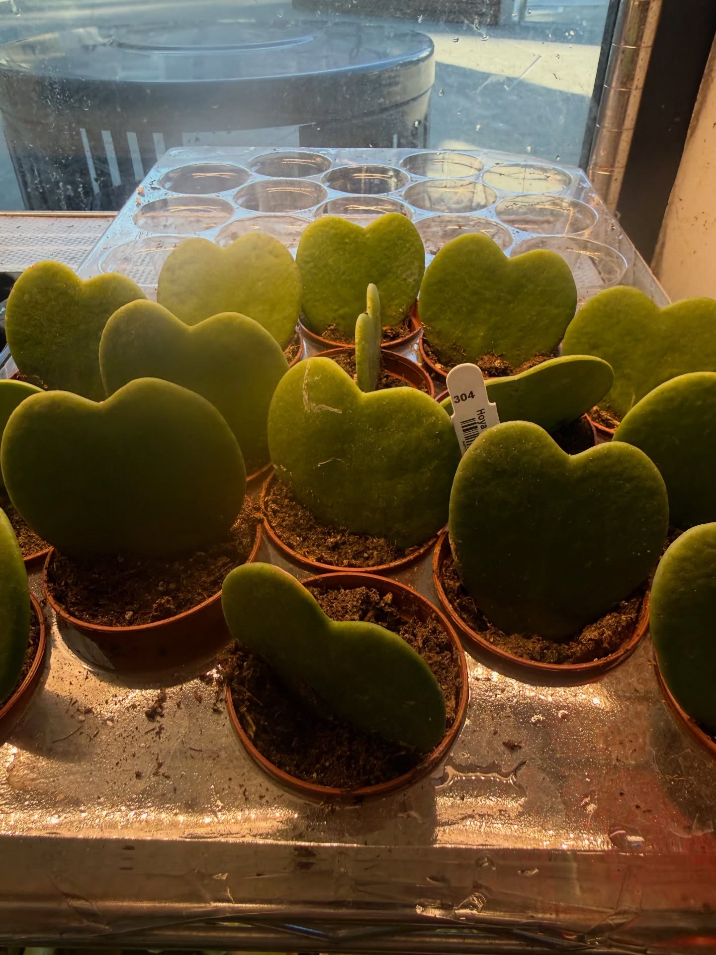 Get loved ones a Hoya Heart leaf just in time for Valentine’s Day!