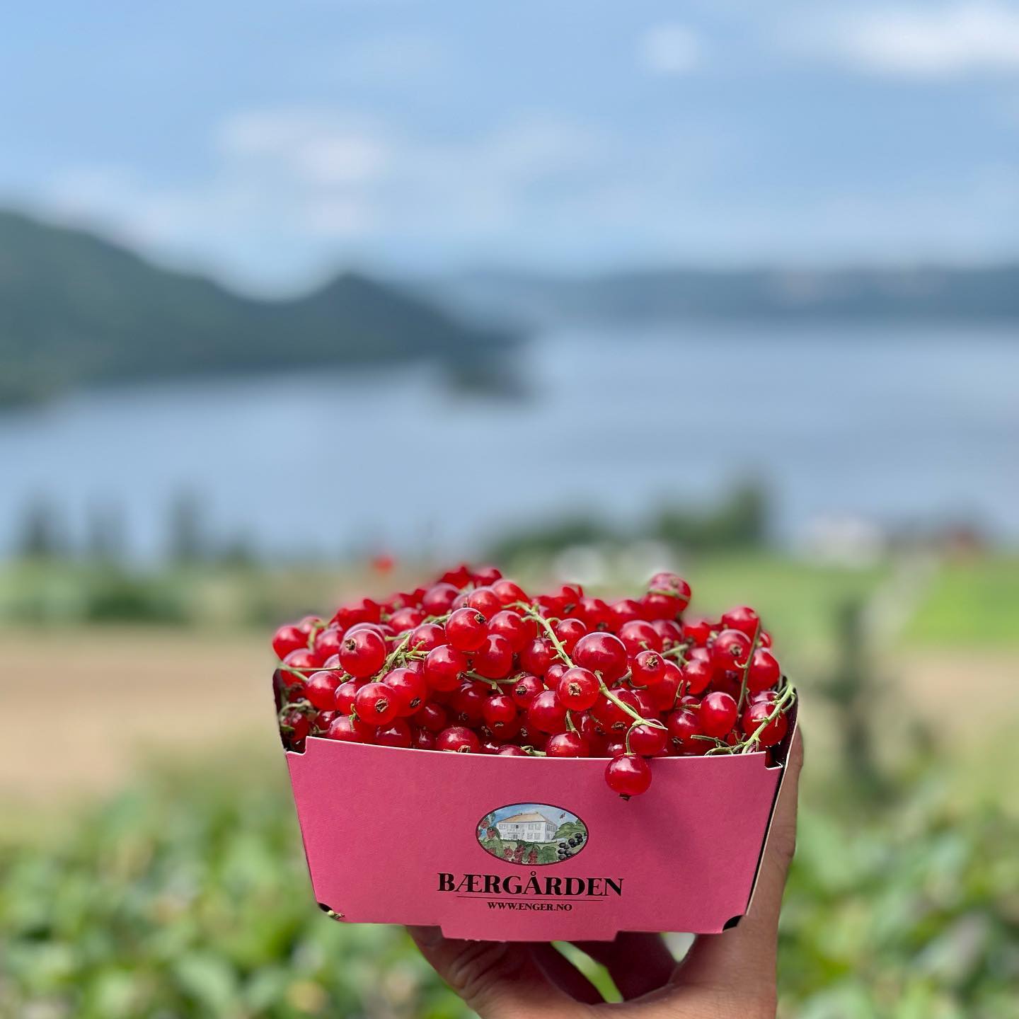 Rips av beste sort 🌱
Ring 917 96 096 for bestilling.