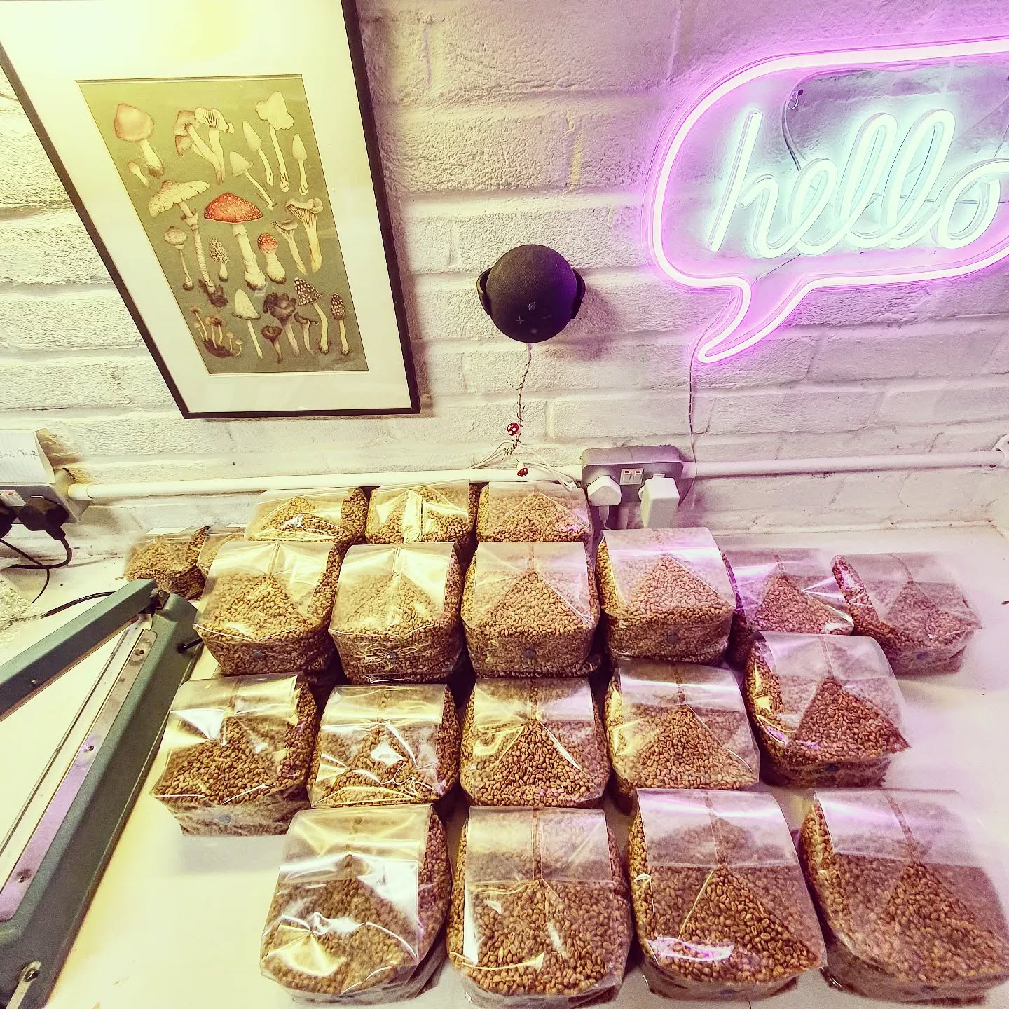 60 x 1kg sterile rye in progress. Bulk discounts available on all products. Contact for details. Free delivery. 🇬🇧 #mushroomfarm #mycology #sterile #grainspawn #rye #grain #mushroomgrowing #mushlove #fungi #fungilover