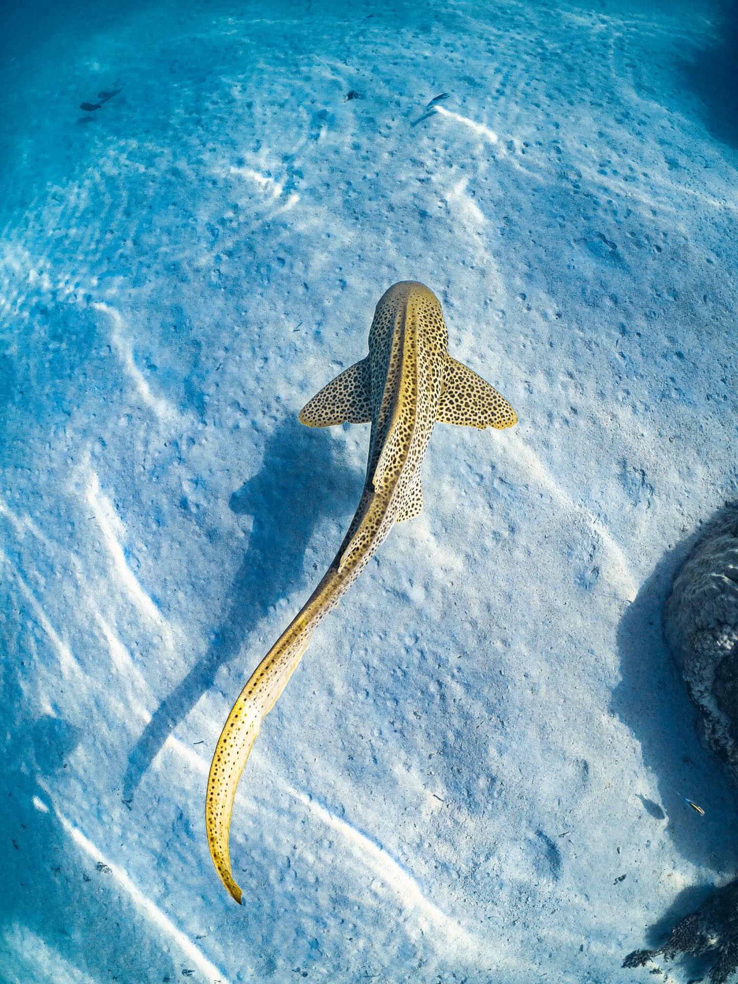 The beautiful leopard shark! (Aka zebra shark)
These gentle reef cruisers are graceful and completely harmless. Their striking spotted patterns make them one of the most beautiful sharks you’ll see on the Ningaloo Reef. A truly unforgettable sight!
@ollieclarkephoto
#ningalooreef #leopardshark #explorewa #visitningaloo #westernaustralia