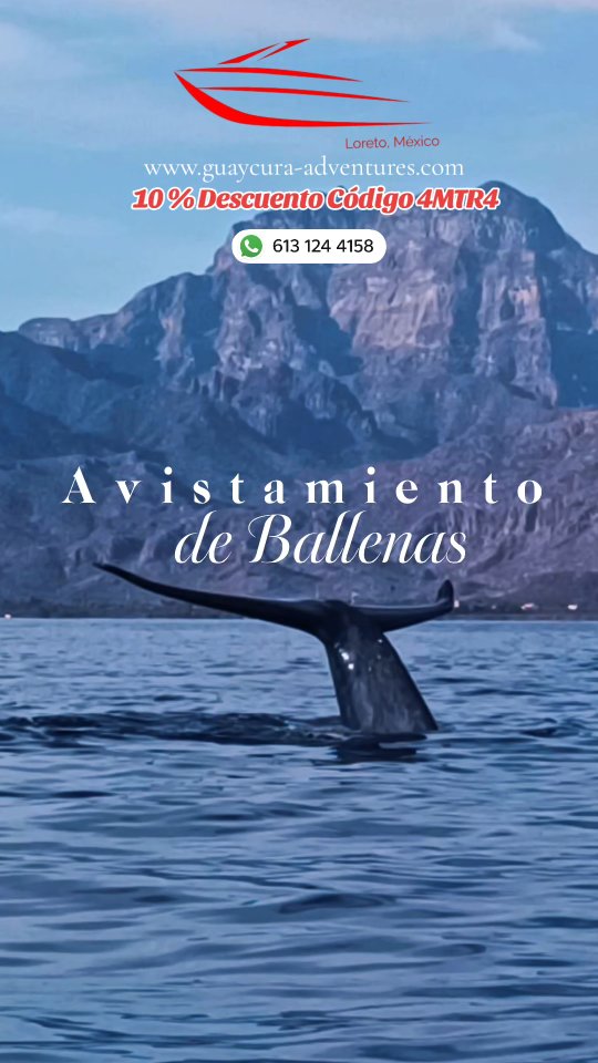 🌊 Discover the magic in Loreto, BCS.
Experience island tours, feel the thrill of sport fishing, and witness breathtaking whale watching in one of Mexico’s most stunning destinations.
Crystal-clear waters, unforgettable landscapes, and adventures you’ll never forget.
Your next ocean adventure starts here. 🐳
613 124 4158 ☎️
10 % Descuento Código 4MTR4 🔴
https://www.guaycura-adventures.com 🔴
#LoretoBCS #LoretoMexico #BajaCaliforniaSur #WhaleWatching #AvistamientoDeBallenas