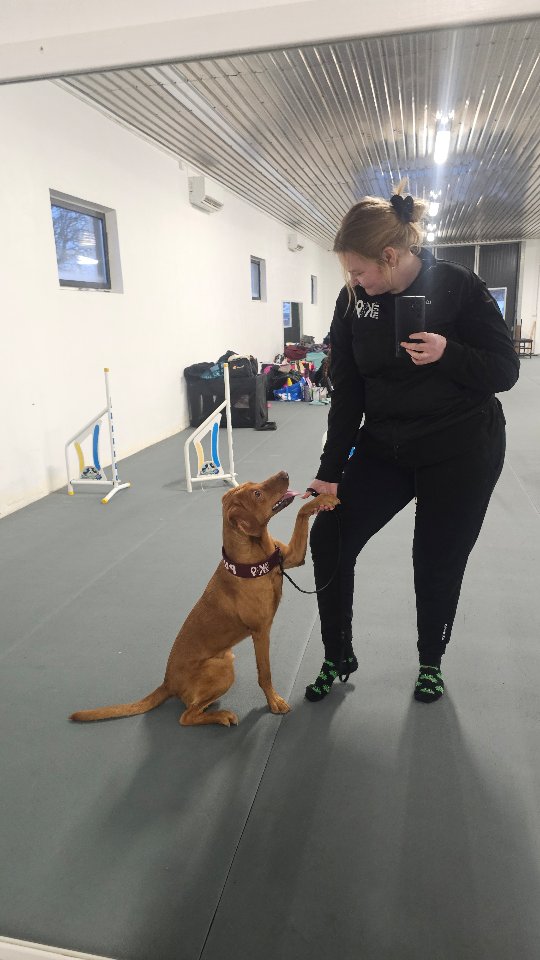 Pumbaa debut in Heelwork to music grade 1 ❤️🔥
First place, 26.90p and qualification 🫶 🥇
Thanks to @teamlycktmans for this amazing little boy ❤️
#lycktmanspumbaa #dogdancingfreestyle #heelworktomusic #heelworktomusicdog #dogdancing