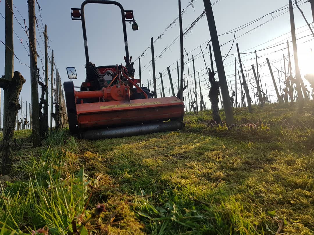 Zurzeit zerkleinern wir das geschnittene Rebholz, dass wir beim schneiden in der Reihenmitte abgelegt haben. Das Rebholz wird zerkleinert damit es schnellst möglich verrottet und zu Nährstoffen für die Reben wird. Ausserdem ist es angenehmer zum arbeiten für die nachfolgenden Arbeitsschritte.
.
.
.
#rebbau #weinberg #weinbau #weinbaubetrieb #wein #grüningersrebbau #familienbetrieb #frühling #rebbau #rebholz #mulchen #sondi #carraro #supertigre #5500 #arbeit #ermatingen #untersee #thurgau #weinzeit #winzer #rebbau