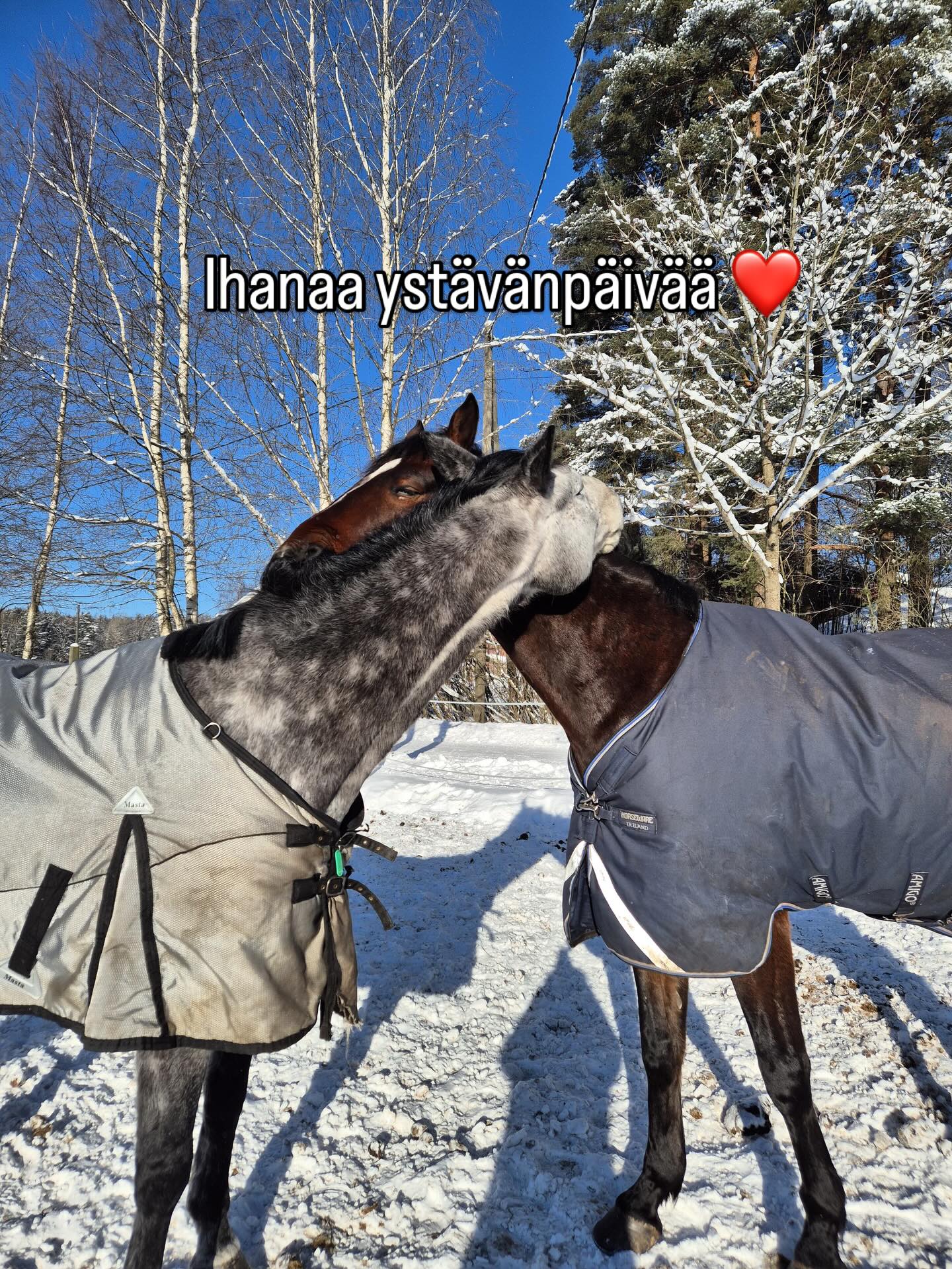 Ihanaa ystävänpäivää kaikille meidän ystäville ❤️
Meillä ei ole kristallikruunuja ja lämmitettyä maneesia, mutta meillä on onnelliset hepat ja superkivat tallikaverit ☺️❤️
Poikien rapsuttelukuvan nappasi Hanna Haapakoski