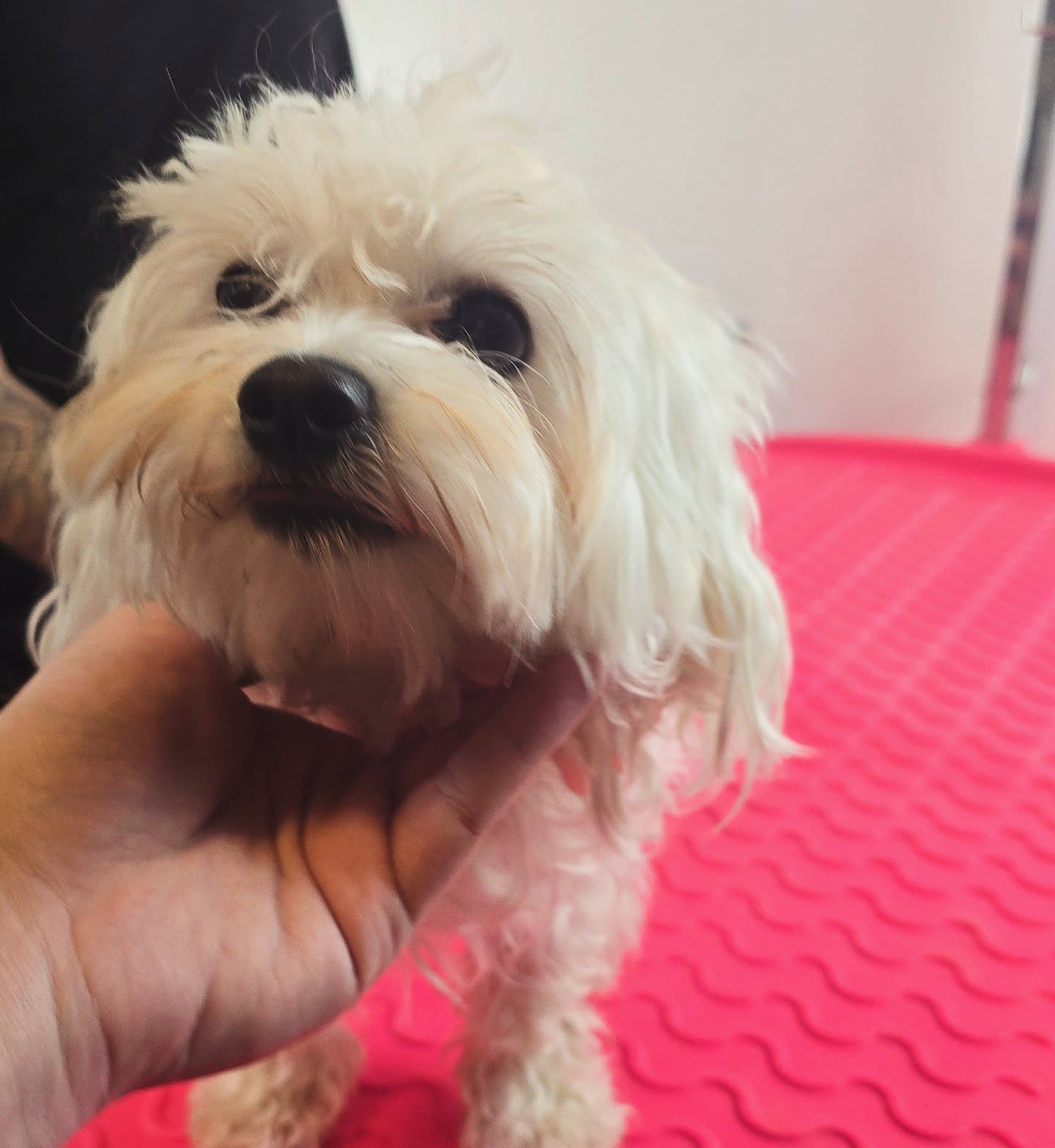 Sooo cute little baby had a "bad hair day".
We fixed it! ✂️🐕 ❤️
Appointments are available!
www.doggyzeit.at