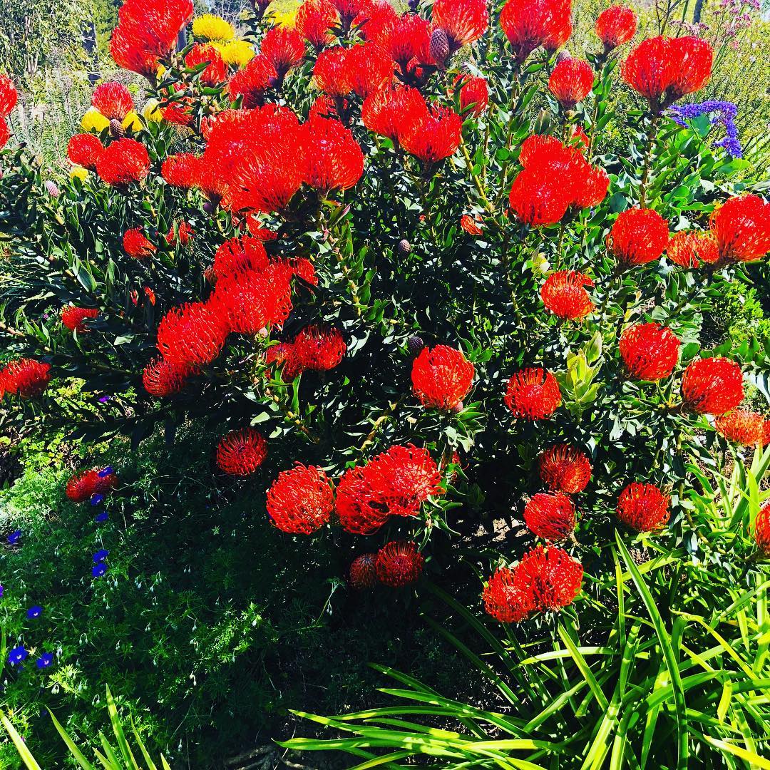 Pincushions in bloom#beautiful #flowerstagram #naturephotography