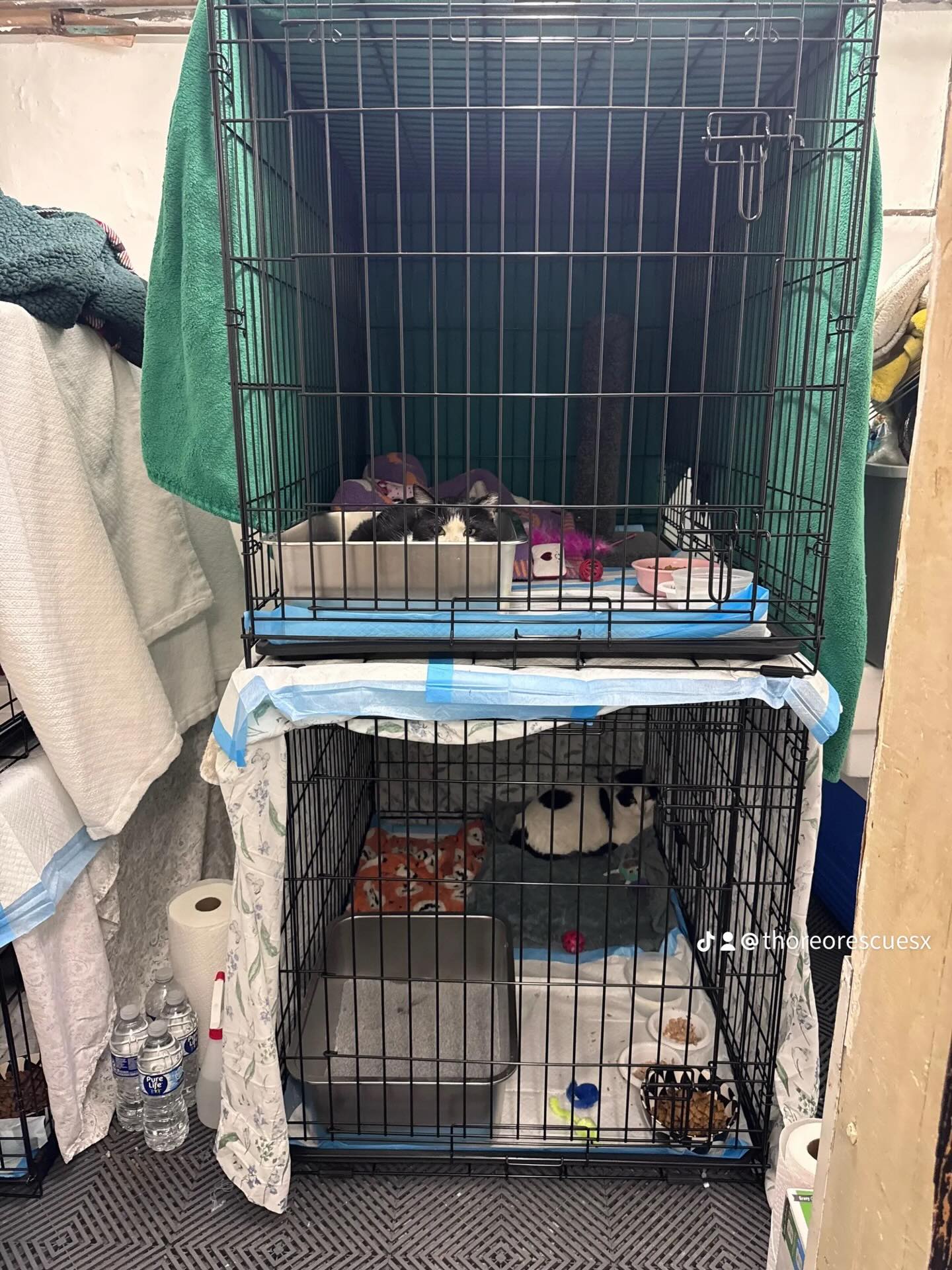 The current TNR/ rescued from the Cold in NY situation. With my black boy very sick and went to an amazing vet who saw him through the transfer cage and gave him a few meds via shots that’s already got him feeling better. Baby boy was in a bad shape. Tuxedo is super friendly. The rest will decide on releasing or socializing as time goes on! #tnrsaveslives #feralcatsofinstagram #feralcatrescue #catrescue #brooklynny