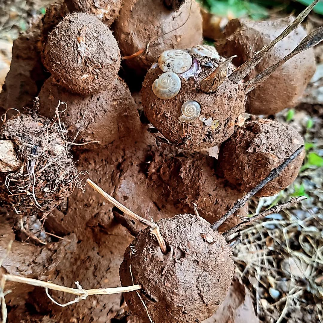 הכלים להנחיה בטבע הולכים ונאספים בהתלהבות...לארגז הדי מלא התווספה סדנת משחקי בוץ מופלאה, שאיפשרה אי של שפיות ושמחת היצירה. והעיקר - לא משנה בכלל התוצאה. מה שמשנה זה ההנאה שבמשחק והנאת כל החושים המתעוררים..