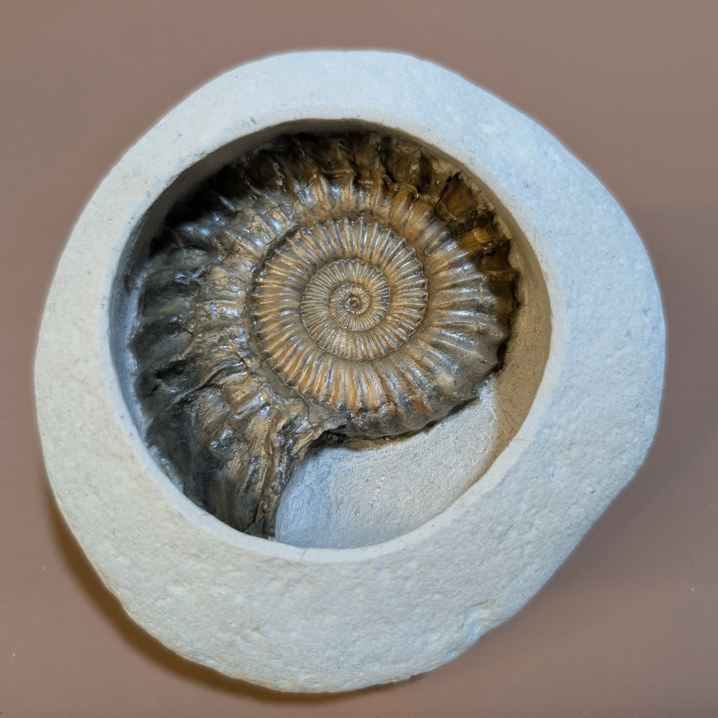 The elusive Pocket green, a small but perfectly formed nodule that can be cupped by one hand. They don't all have an ammonite in, but when they do, they are a very pleasing fossil to behold.
This one contains a 7cm Oistoceras sp. This one is from the Jurassic of Stone barrow beach, Charmouth.
#fossils #stonebarrow #palaeontology #ancienthistory #ammonite