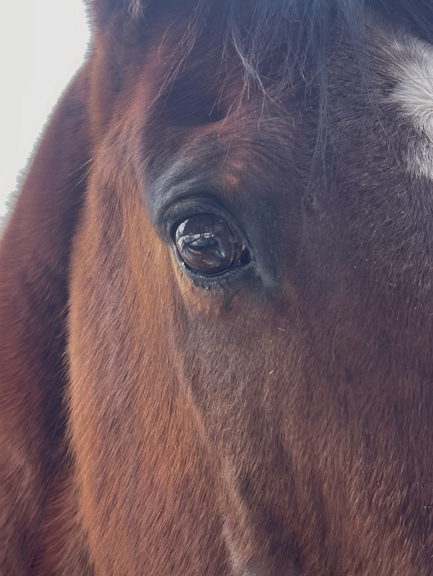 Just waiting for the snow to melt and the bulbs to emerge ๐ท