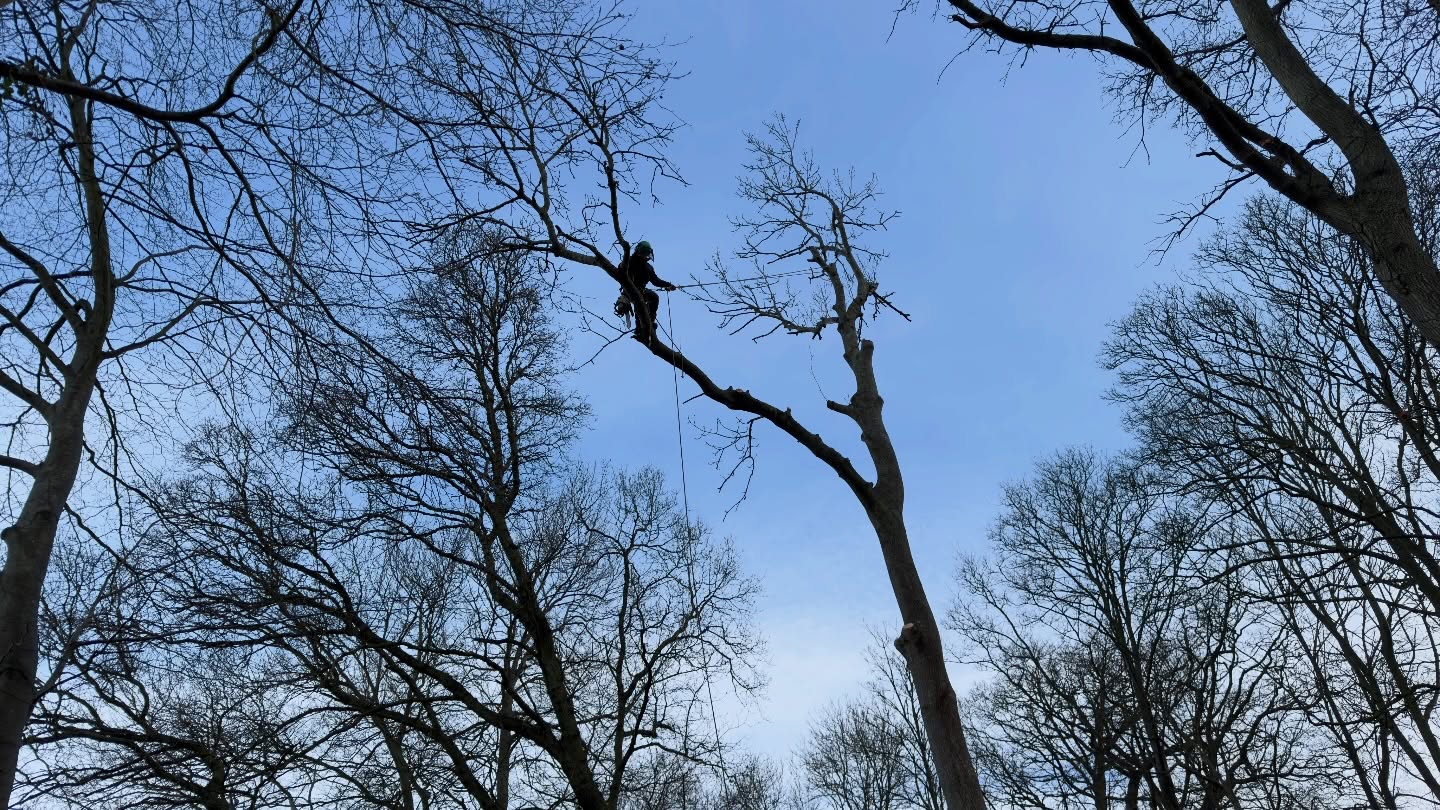 Last week we removed an Ash tree affected by ash dieback 🌳
Never a nice one to take down, but safety always comes first. Thankfully it wasn’t too tricky to climb for @j.btreeservices , and he and the team got it down smoothly and safely 💪
Logs cut to length and ready for processing, brash chipped, and the site left tidy as always ✅
#MJBGroup #TreeSurgery #AshDieback #ArboristLife #SafeAndTidy