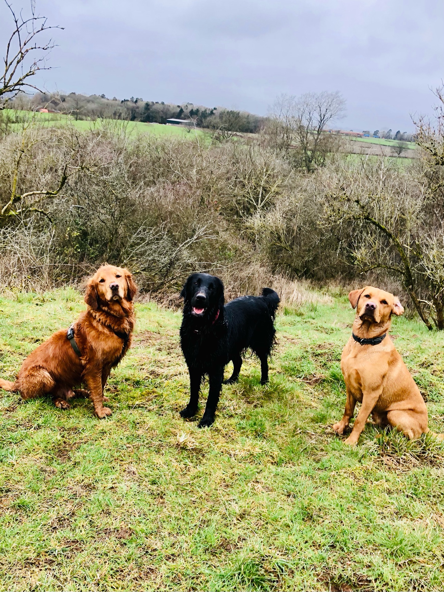😍😍😍
If your dog would like to have a walk with us then contact us at www.ardendogwalking.co.uk and check out our half-day experience.
#ullenhall #tanworthinarden #hockleyheath #henleyinarden #dog
