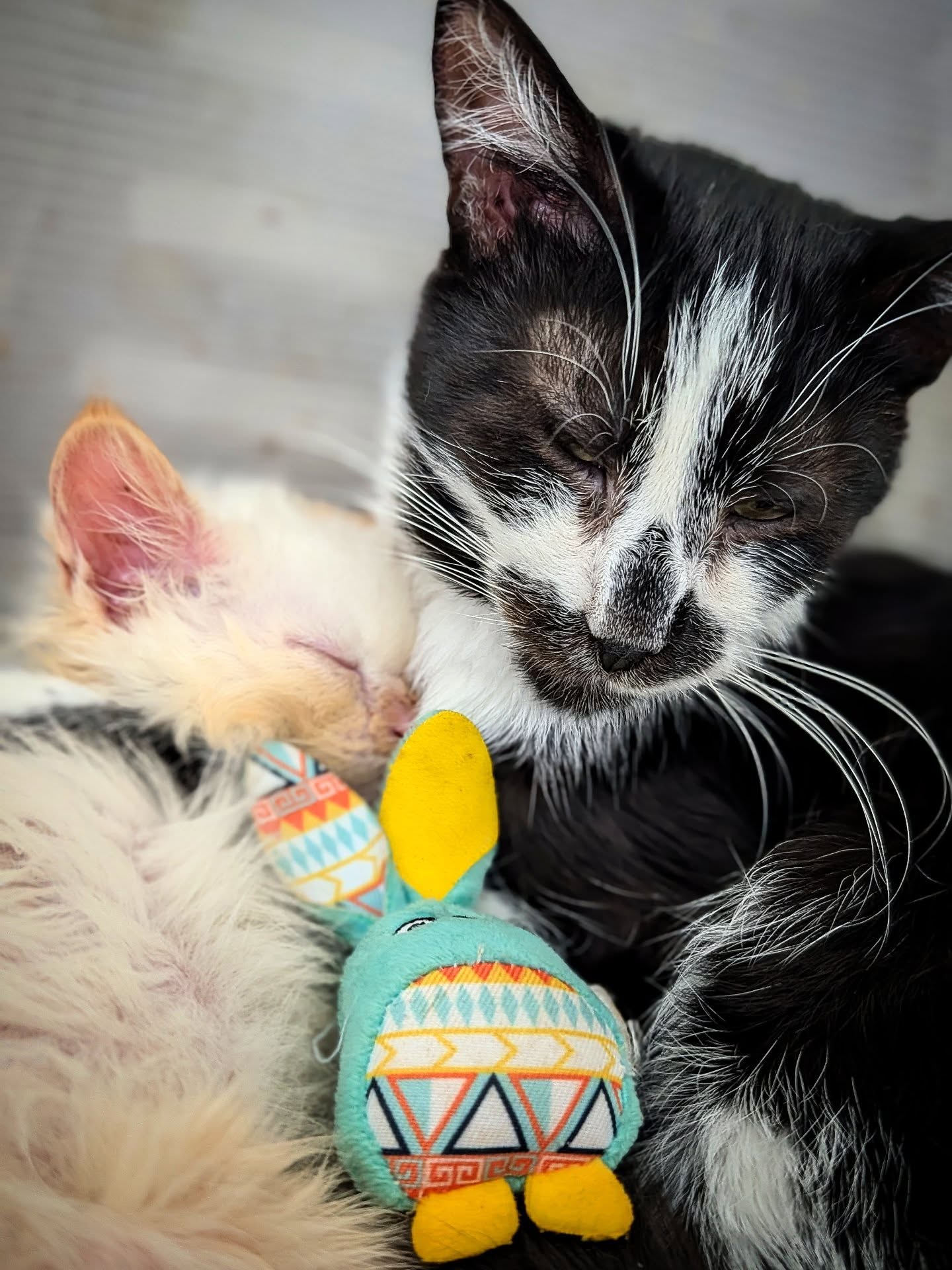 Dexter (blanc) et Popeye, il y a pas d'amour aussi pur et sincère que les animaux ❤️
RETROUVEZ LA BOUTIQUE : LOSGATIUSKIDOS.COM
#chất #rescuecats #catoftheday #catlovers