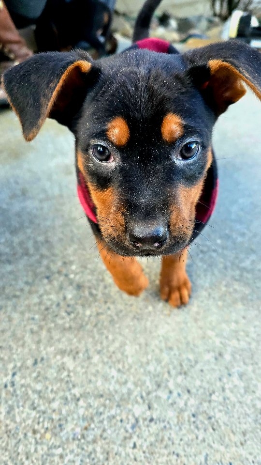 Blitz Puppies!
Going home in 2 weeks!
-
Laizhou hong chinese red dog
-
Nothing for sale, DM to inquire about the breed!
-
dutch shepherd sighthound #rarebreed #protectiondog #chinesereddog beauceron schutzhund protection dog psa german shepherd guard dog trainer preservation chinese red dog #dobie #laizhouhong