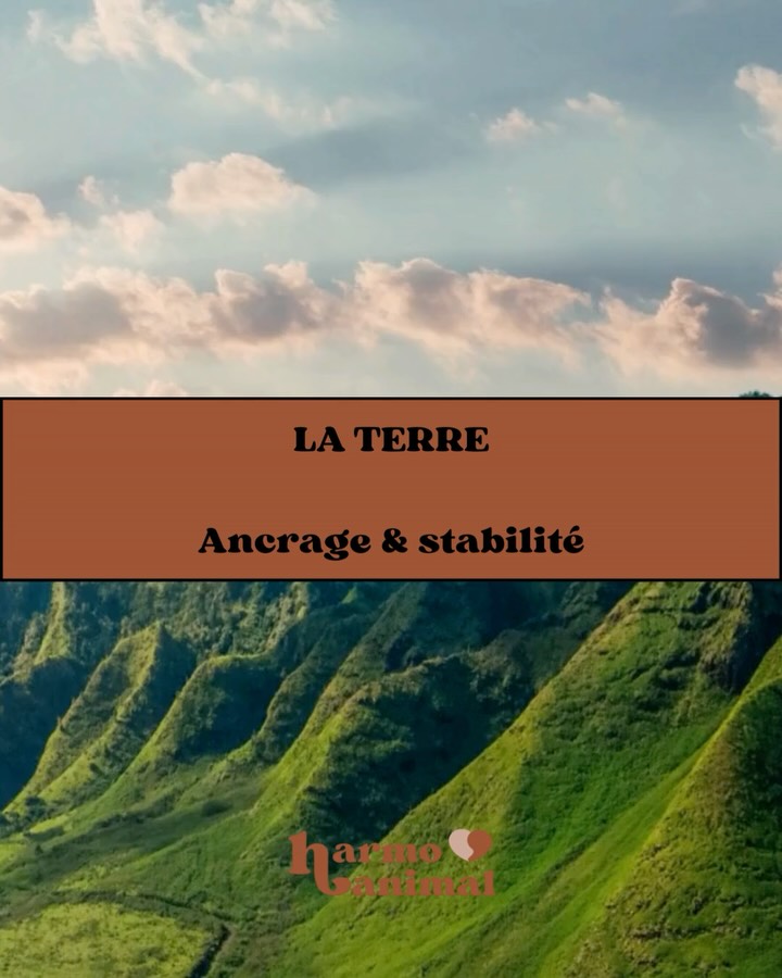 Troisième élément, la Terre, élément qui aime manger et les racines familiales. Si l’élément de ton animal semble être en déséquilibre contacte moi, cela peut se travailler en kinesiologie ! 🐾✨ #kinesiologie #kinesiologieanimale #bienetreanimal #gironde #merignac