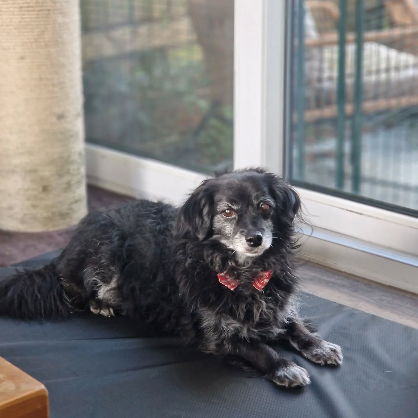 We've got some brand new, rather smart waterproof beds for the dogs, which will help keep things clean during the wet weather!
I think they've been approved! ๐๐๐ป