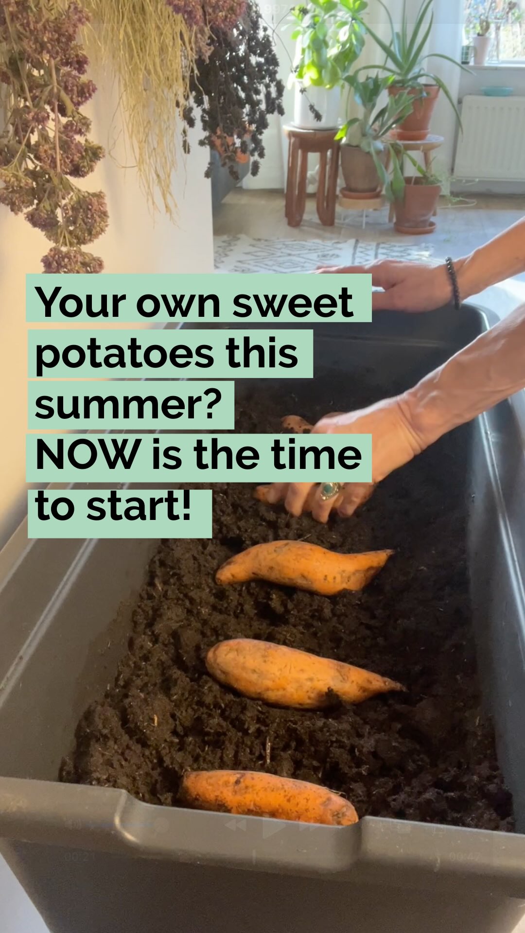🍠 Sweet potatos need a long, warm growing season — that means they start indoors, not in the garden.
By starting now, you give your plants time to grow strong slips, develop roots, and be ready to plant outside once the danger of frost has passed.
All it takes is one organic sweet potato, a little patience, and warm soil later in the season. When the leaves start to yellow and dry, you’ll know it’s time to harvest your own homegrown sweet potatoes.
Start early and enjoy a summer full of sweet potatoes!🌱
Are you ready for it? Let me know in the comments! �
💚 I would love to welcome you as a follower of @helloherbal.world so I can share more tips, recipes and DIYs to live life naturally
#GrowYourOwnFood #GrowingSweetPotato #HomeGarden #OrganicGardening #FoodFromTheGarden Sweetpotato