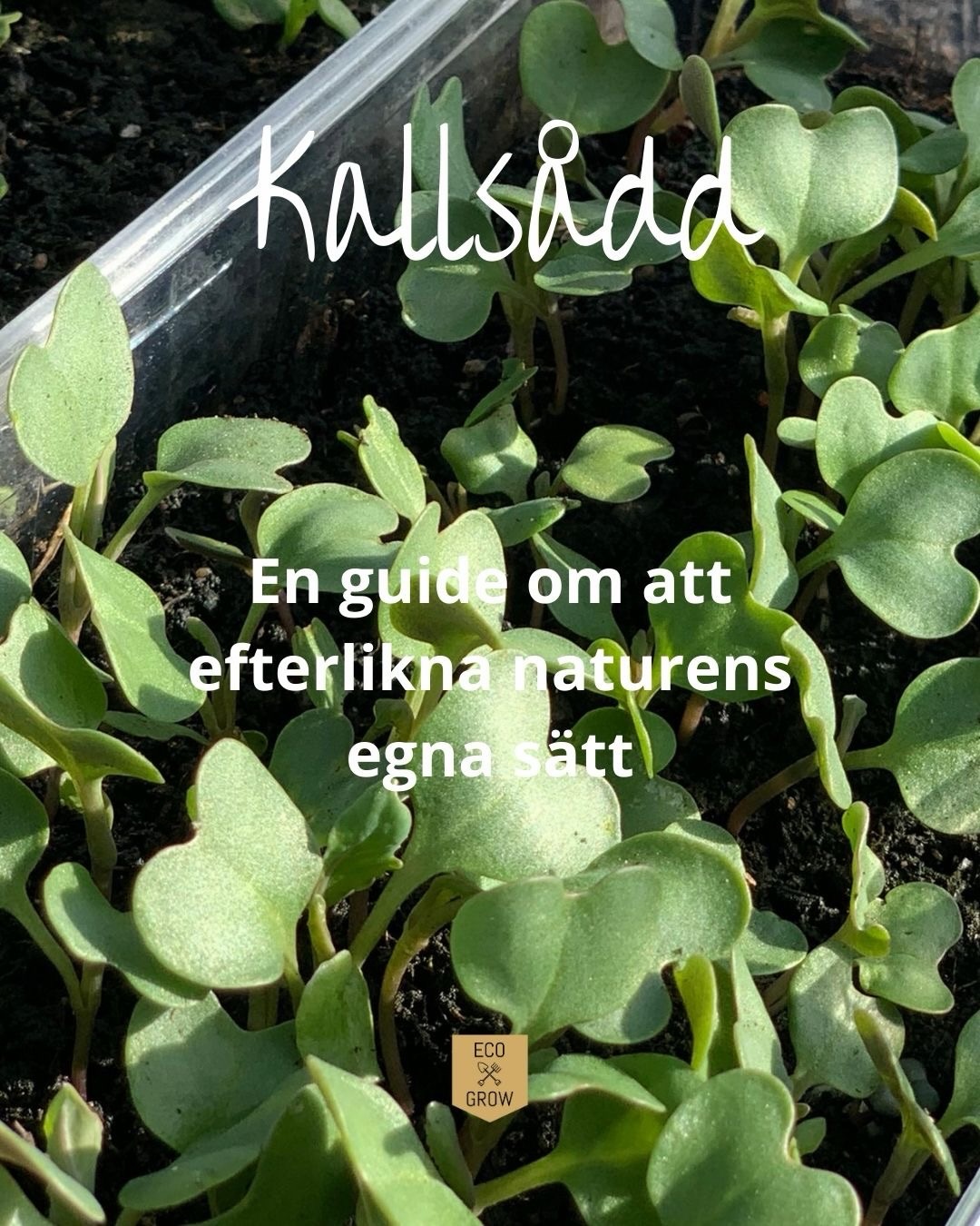 Kallsådd kan väl vara det smidigaste sättet att odla på? Minimalt arbete och maximal avkastning🤩 I bion hittar du en guide hur du lyckas med din kallsådd i år! 🌱 Du hittar guiden bland blogginläggen.
Vad är din favorit att kallså? Vår favorit är all sorts kål och sommarblommor! 🥬 🌸