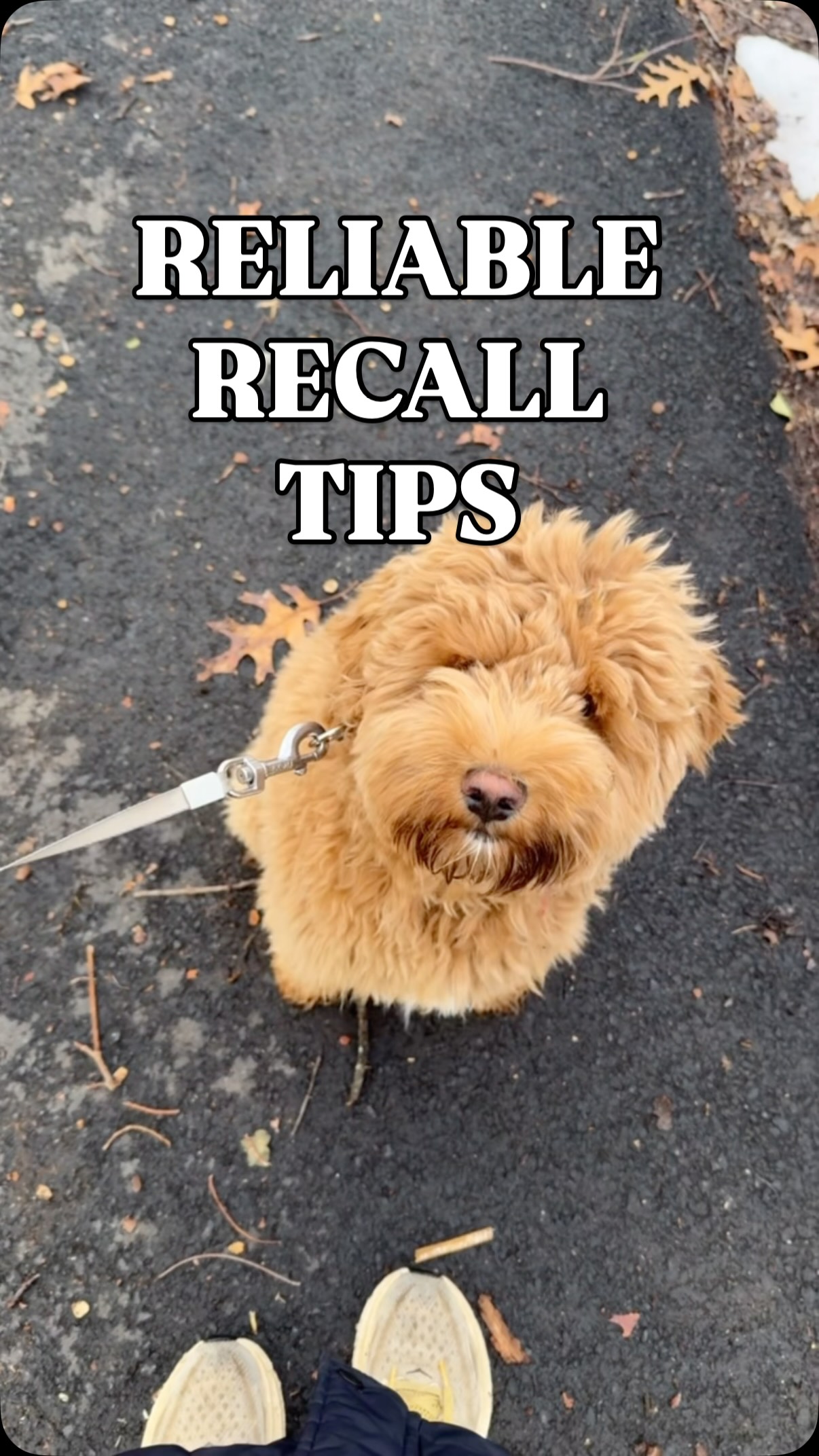 If your dog were to only be perfect at ONE command, make it recall. Seriously — nothing else has the power to save their life faster.
It’s what stops them from running toward a road.
It’s what brings them back if they chase wildlife.
It’s what allows you to safely give them real freedom.
Meet Oshi (7–8 months… don’t quote me on that though 😄).
This weekend was all about turning his recall into a reflex — not a gamble.
Here’s what actually creates a reliable recall:
🔥 Be more exciting than the environment.
The SECOND your dog chooses you, celebrate it. Praise them, cheer them on, release leash pressure, and reward every single return. Even if they were just ignoring you or getting into trouble.
Coming back should NEVER feel like a mistake.
Bonus:
Use your HAPPY voice. Move away from your dog. Backpedal. Make it playful. Let them chase you or a treat. Remember, dogs follow energy!
🚫 Don’t become the fun police.
If you only call your dog when it’s time to leash up or go home… they’ll learn that coming to you ends the party.
Instead, practice this:
Recall → reward → RELEASE back to freedom.
Now you become part of the fun — not the reason it stops.
🎯 Accountability builds reliability.
Until your dog is flawless (and then some), use a long line, leash, or e-collar so they understand recall isn’t optional — it’s communication.
Hope is not a training strategy.
Follow-through is.
🌎 Train where real life happens.
Backyard recall does NOT equal park recall.
Work around dogs, squirrels, toys, people, trails — whatever your real world looks like.
If you haven’t practiced it there, you can’t trust it there.
Reliable recall = more freedom + more safety + more trust.
And that’s the goal.
Save this and practice it tomorrow! ❤️#dogtraining #balancedtraining #dog #goldendoodle #puppy