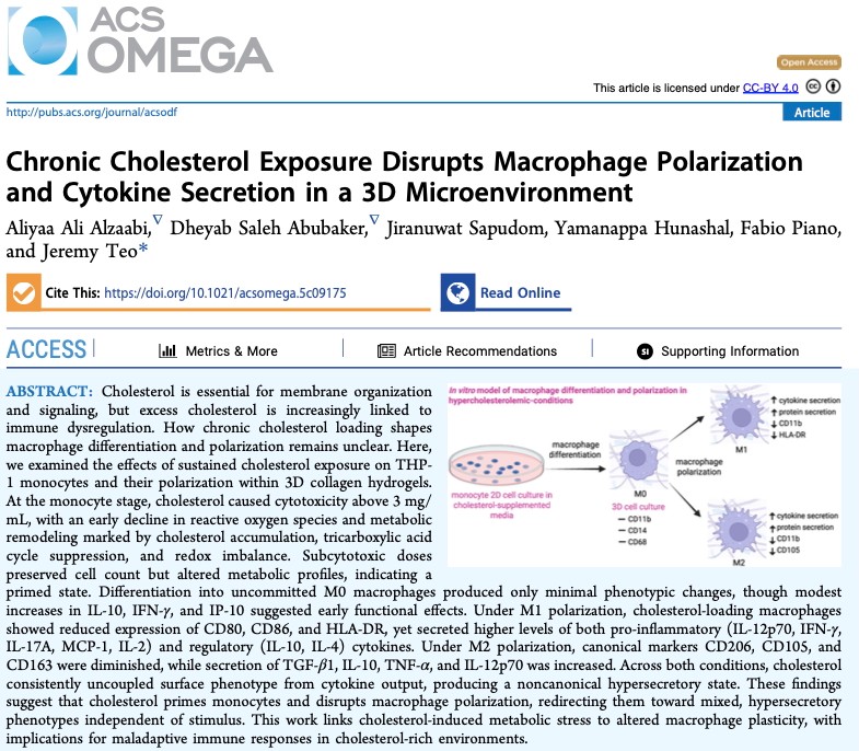 Huge congratulations to @_3looya , @ddheyab24, @jsapudom, Yamanappa Hunashal, PhD, & Fabio Piano, on the publication of our latest research in ACS Omega! Aliya has led a compelling study titled "Chronic Cholesterol Exposure Disrupts Macrophage Polarization and Cytokine Secretion in a 3D Microenvironment," exploring the complex intersection of metabolism and immunology.
Key highlights from this impactful work include:
• Innovative Modeling: Utilizing 3D collagen hydrogels to better mimic the native tissue environments where immune cells operate.
• Discovering the "Hypersecretory State": The research reveals how chronic cholesterol exposure "primes" monocytes and disrupts macrophage polarization, leading to a noncanonical state that hyper-secretes cytokines regardless of the external stimulus.
• Clinical Implications: These findings provide a vital link between cholesterol-induced metabolic stress and maladaptive immune responses, offering new insights into chronic inflammatory conditions like atherosclerosis.
This achievement is a testament to the high-level research being conducted within the Laboratory for Immuno Bioengineering Research and Applications (LIBRA) and in Collaboration with the Piano Lab at @nyuabudhabi .
Well done, Aliyaa & co-authors, on this significant contribution to the field of immuno-bioengineering!
#NYUAD #KawaderFellow #ImmunoBioengineering #ResearchExcellence #ACSOmega #MacrophageBiology #StemScience