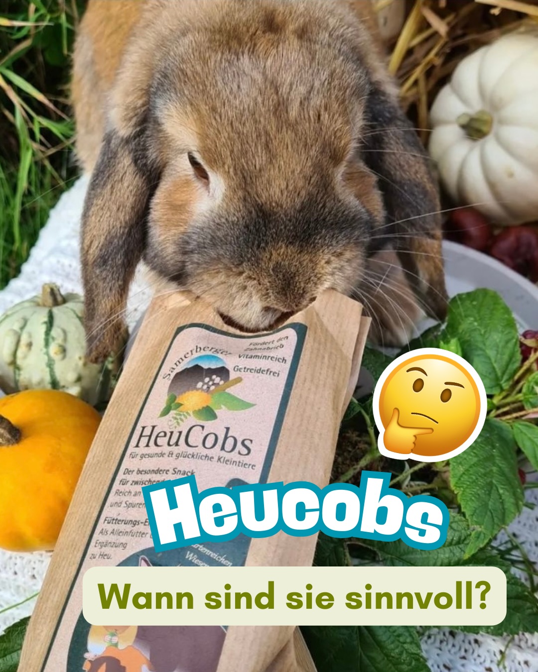 Wie gesund sind Heucobs – und für wen sind sie wirklich sinnvoll? 🌱🐰🐹
Nicht jedes Kleintier braucht sie. Aber im richtigen Moment können sie eine wertvolle Unterstützung sein. ✨
Egal ob Kaninchen, Meerschweinchen, Degu oder Chinchilla: Strukturreiche Rohfaser ist die Basis für eine funktionierende Verdauung und natürlichen Zahnabrieb. 🌱
Doch manche Tiere können ihr Grundfutter nicht mehr so gut fressen. Zum Beispiel bei:
🦷 Zahnproblemen
👵 in höherem Alter
🏥 nach Operationen
⚖️ bei Schwäche
Hier können Heucobs helfen. 👍 Unsere bestehen aus 100 % Samerberger Wiesenheu – ohne Melasse, ohne Zucker, ohne Getreide, ohne Schnick Schnack. Also nichts anderes unser Heu in Röllchen-Form. 😅🌱
Wichtig bleibt:
🌱 kein Ersatz für Heu
🌿🥬 kein Ersatz für artgerechtes Grundfutter
👎 kein Alleinfuttermittel
👍 sondern eine Ergänzung zur Basisfütterung
Und bei gesunden Tieren dürfen unsere Heucobs auch mal als kleines Leckerli in geringer Menge gegeben werden 😉
Frisst ein Tier plötzlich gar nicht mehr, ist das ein Notfall und gehört immer tierärztlich abgeklärt. ‼️
Nicht jedes Tier braucht alles – aber im richtigen Moment das Richtige. 💚
Habt ihr schon Erfahrungen mit unseren Heucobs oder vielleicht auch mit den Crispies? 👇
Herzliche Grüße
Euer Team vom Samerberger Heustadl 🌱
