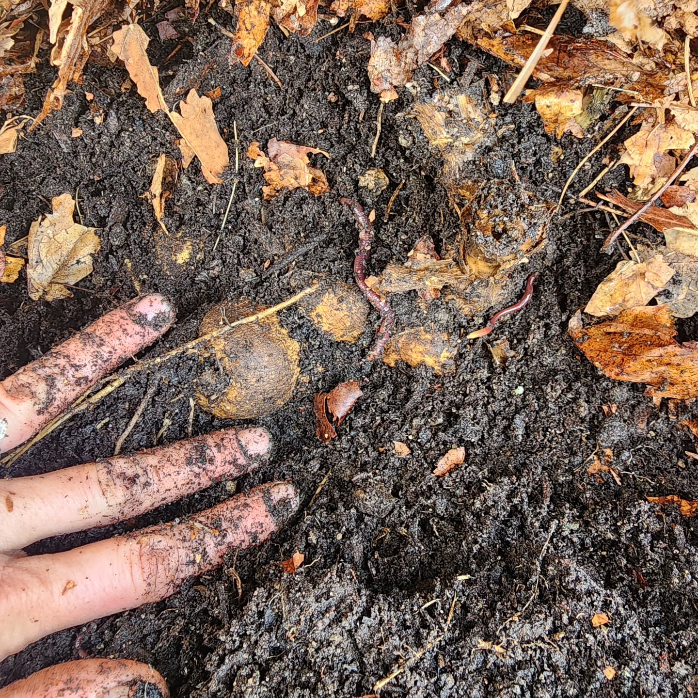 We, in our BARELY 6a USDA hardiness zone, are experimenting with overwintering dahlias in-ground. 🤯
Today's mild temps and sunshine had me digging underneath the tarp and bed of leaves to check the status of the tubers, and what I found was SO encouraging! The tubers are plump and firm and healthy, and each clump is being kept company by TONS of earthworms. Every day in this garden is a celebration of biodiversity, and I'll never stop singing it from the rooftops.
P.S. Spring fever is getting wild over here! Send help. 😂