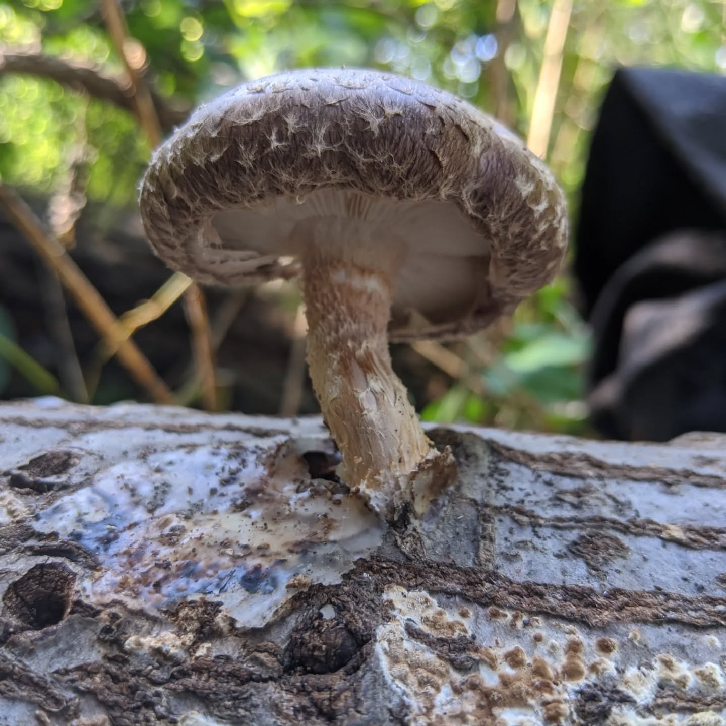 Back by popular demand! We will be hosting shiitake mushroom workshops Saturday March 21st. A short lesson in fungal biology will be followed by demonstrations for two low-tech cultivation methods. Each participant will make their own mushroom log to take home. When properly cared for, logs will fruit in 6 to 12 months and continue to produce mushrooms seasonally for several years. Tickets available on our website, www.southgatefarm.com/events.
