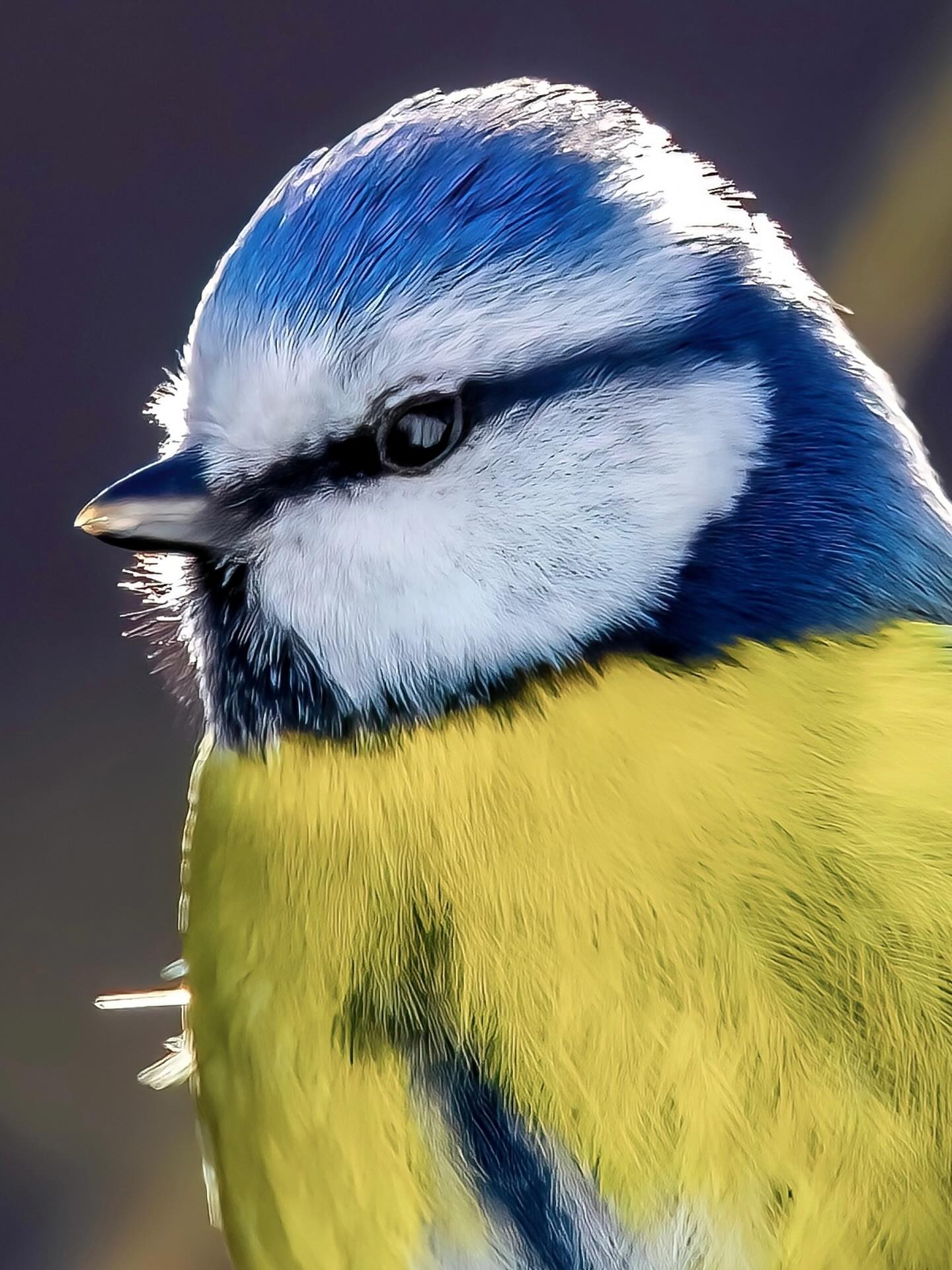 Blaumeise im Sonnen Gegenlicht.
Sie ist ein kleiner, lebhafter Höhlenbrüter mit blauem Kopf, Flügeln und Schwanz sowie gelbem Bauch. Sie gilt als „Draufgänger“ unter den Vögeln, ist oft an Futterstellen aktiv und kann trotz ihrer geringen Größe von 9-13 Gramm gegenüber anderen Vögeln sehr dominant und aggressiv auftreten.
Sie sind Kletterkünstler, die oft kopfüber an Zweigen hängen. Im Winter bleiben sie oft als Nomaden in der Nähe ihres Geburtsortes.
#Blaumeise #meisenbande #bluetit #kékcinege #modřinka