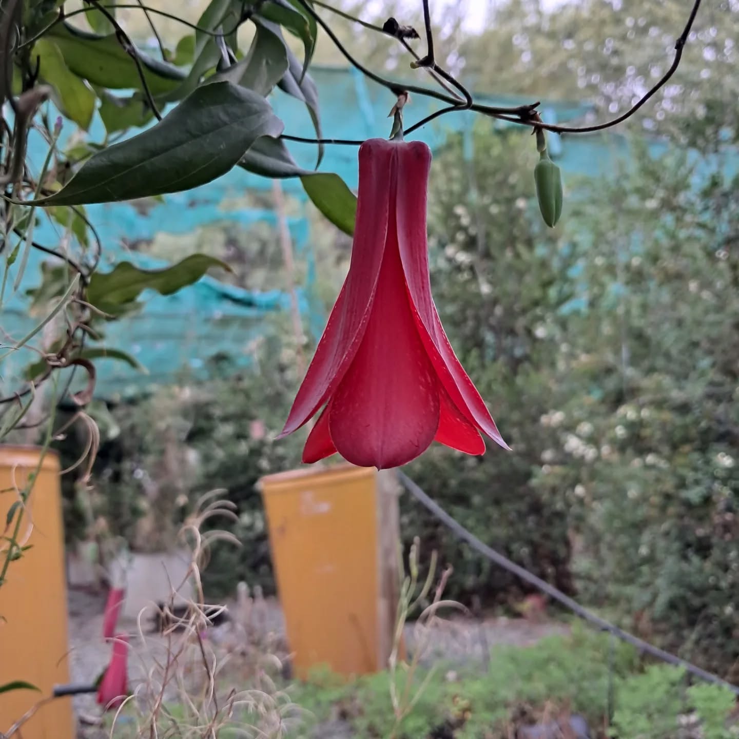 Hace rato que no encontraba unos copihues Contulmo o Sangre de Toro para fotografía, estos están sublimes y majestuosos. #Copihue #flores #flowers #lapageriarosea #floreria