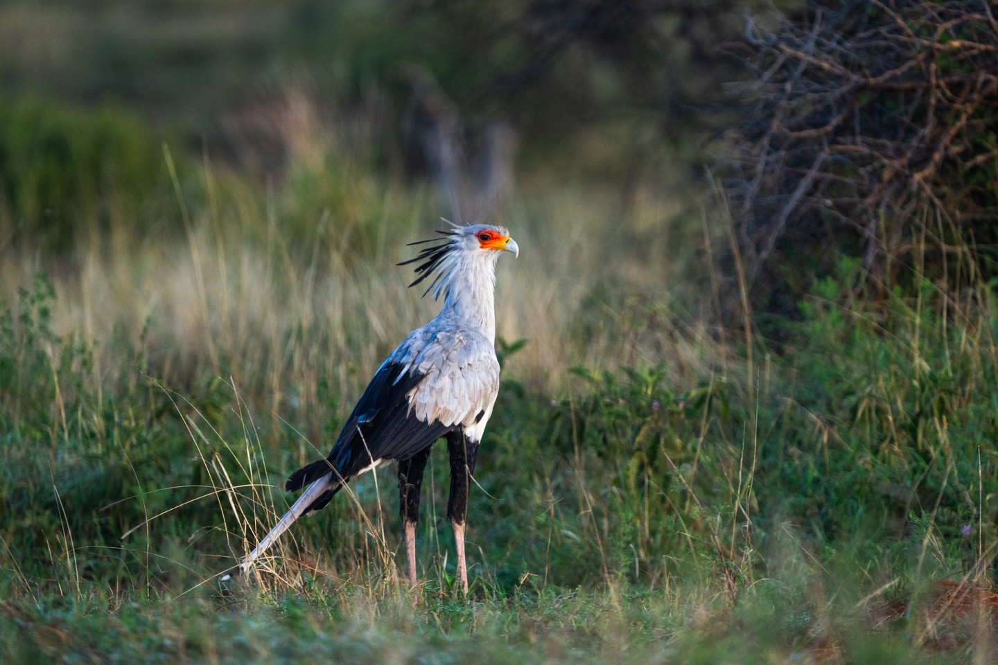 With its long legs, striking crest, and deliberate stride across the savanna, the secretary bird is one of Africa’s most distinctive raptors. But despite its bold presence, this species is currently listed as Endangered, with populations declining due to habitat loss, degradation of grasslands, and human disturbance.
Its unusual name dates back to the 1800s. Early observers thought the bird’s black crest feathers resembled the quill pens once tucked behind the ears of office secretaries — hence the name “secretary bird.”
Unlike most birds of prey, secretary birds hunt on foot, stalking through open grasslands and using powerful kicks to subdue snakes and other prey. Their survival depends on large, intact landscapes — the same open rangelands that support so much of Africa’s wildlife.
At Loisaba Conservancy, protecting connected grasslands helps safeguard species like the secretary bird — a reminder that even the most iconic silhouettes on the horizon need space to survive.
Photo © Jamie Lucas
#LandConnectedLifeProtected #SecretaryBird #EndangeredSpecies #WildlifeConservation #SavannaEcosystem #RaptorsOfAfrica #HabitatProtection #GrasslandPreservation #BiodiversityMatters #NaturePhotography