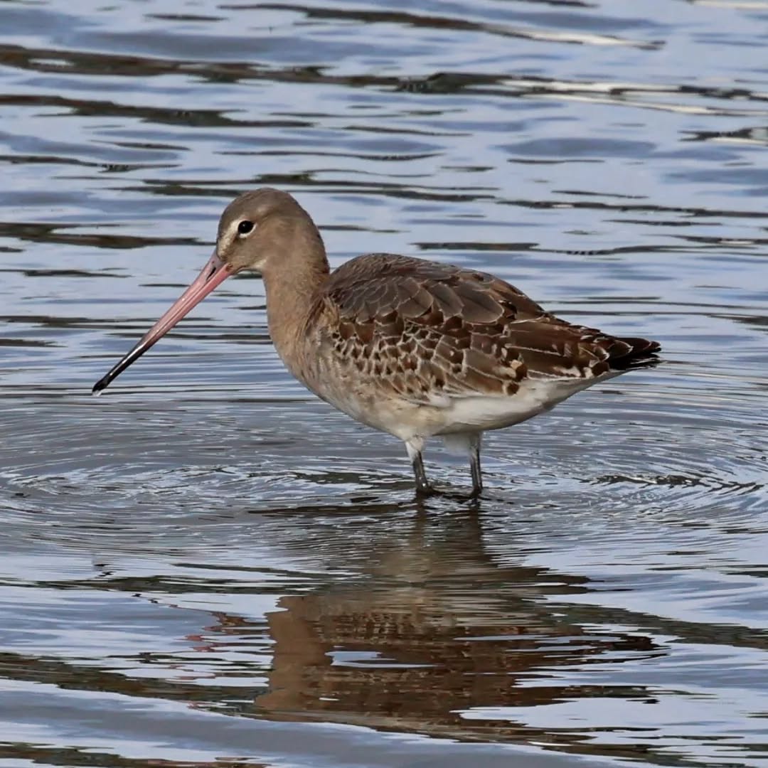 A black-tailed godwit on the Camel estuary.
#islandwildlife #kefaloniawildlife #kefaloniabirding #guidedwildlifewalks #blacktailedgodwit