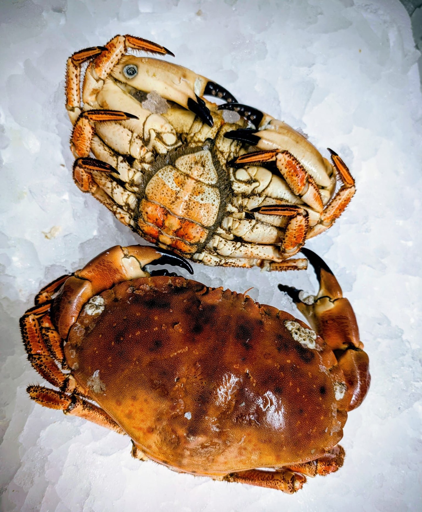 From the seabed to your mise en place in record time. 🦀🐚
For a chef, the brilliance of shellfish lies in that perfect balance of sweetness and brine. Whether it’s the meaty yield of a prime crab or the coastal pop of freshly harvested clams, quality isn’t just a preferenc, it’s the foundation of the dish.
We specialise in sourcing shellfish that stands up to the standards of a high-pressure pass. No grit, no fatigue, just vibrant, ocean-fresh product that allows your technique to shine.
🦀 Hand-picked Crab: Heavy, full, and bursting with sweet meat.
🐚 Purified Clams: Clean, saline, and ready for the pan.
Give your seafood menu the edge it deserves. We’re delivering daily to kitchens that don’t do compromises.
☎️Call us for today’s fresh fish list or to set up a wholesale account - 01253 779813
#ChefLife #BritishSeafood #Shellfish #freshcatch