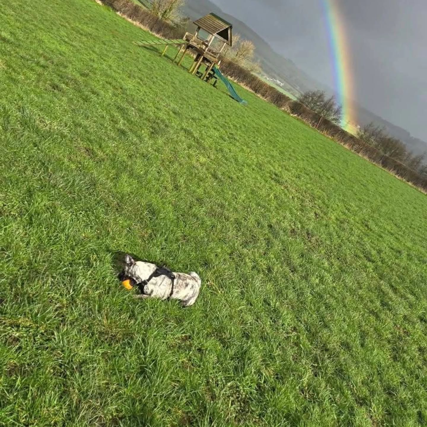 People dream of a pot of gold at the end of the rainbow, dogs dream of safe play at Wanderlust Walkies (even if it is a little muddy! 🐾)
📲 Visit the link in our bio to find out more about our two 2.5 acre secure dog walking fields in Littlehempston.
#WanderlustWalkies
#SecureDogFields
#Littlehempston
#DevonDogs