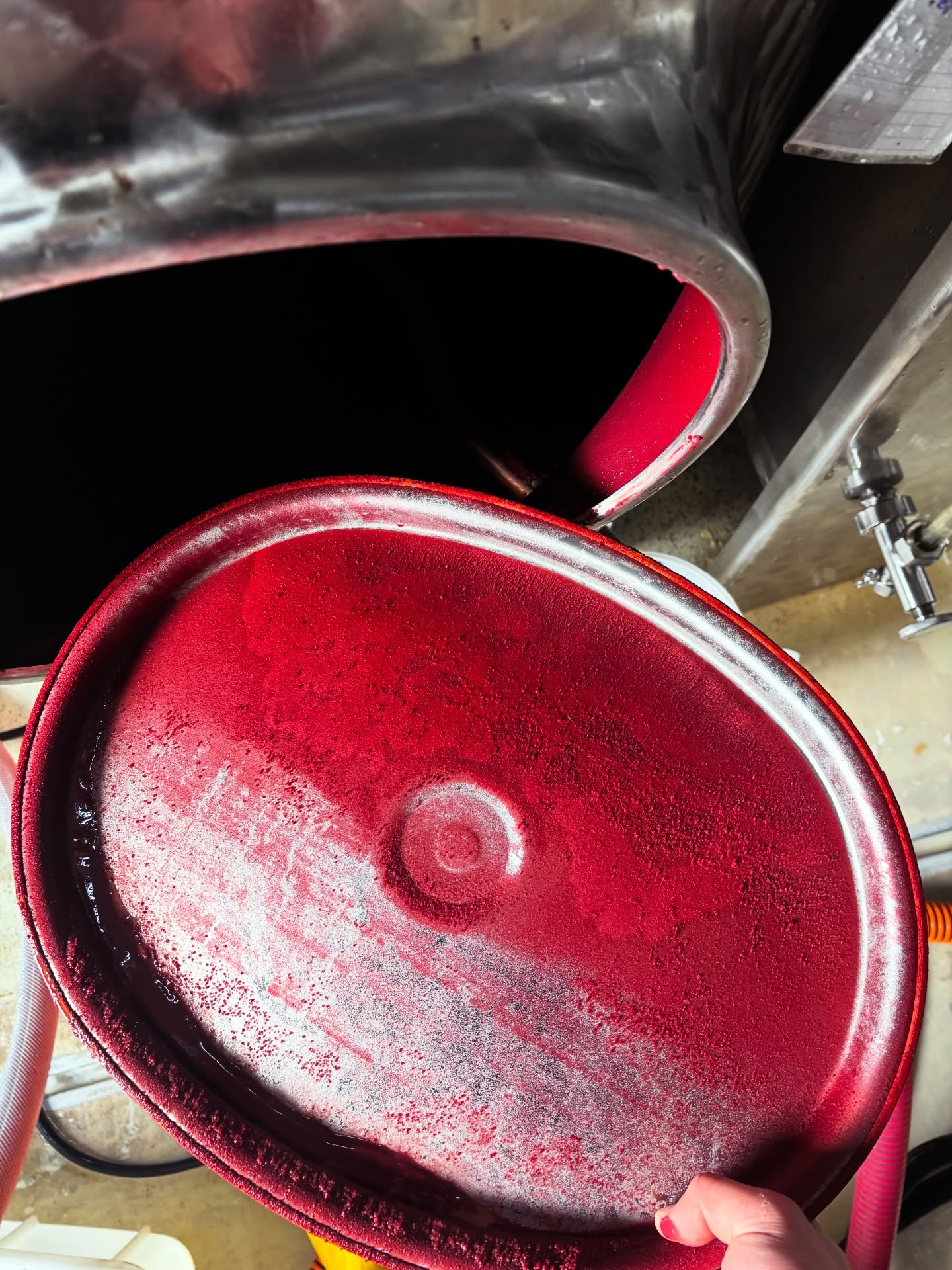 Wie bunt kann’s im Weinkeller sein? 🔴
Das sieht man aktuell wenn man die Tanks bei uns im Keller öffnet!
Hier zum Beispiel unser leerer Rosé Tank nach der Filtration des Weins in einem anderen Tank - knallrot!
Der leere Tank wird anschließend mit Heißwasser unter Hochdruck gereinigt, um blitzblank wieder mit einem anderen Gebinde belegt werden zu können. 🪥🚿
Damit unser aktuell leider ausverkaufter Rosé wieder Nachschub bekommt, sind wir aktuell mitten in den Vorbereitungen - Filtration, einstellen des Grundweins und schließlich die Abfüllung - ab März gibt’s dann den neuen Jahrgang frisch auf der Flasche, natürlich bei uns im Weingut oder online.
Kommt vorbei! ☺️
#knallrot #weintank #rosé #powerwash #wein