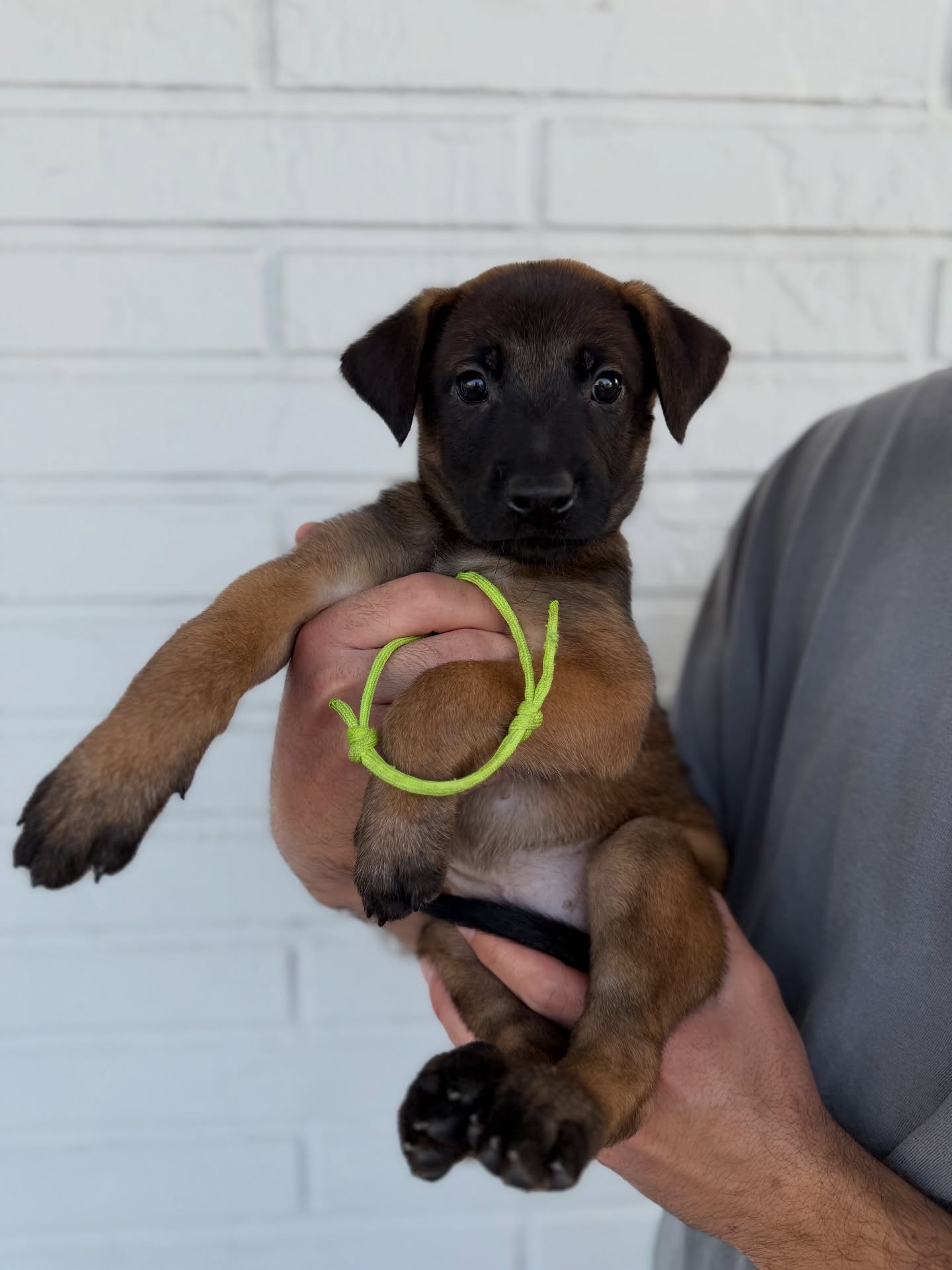 6 week old ankle biters
Lots of new things being introduced before the puppies go home. New safe places, crate training, car rides and people. Temp and drive evals will be this coming Monday.
Still looking for a co-owner situation for one of the females I will be keeping back. Please message me if this maybe something you are interested in.
I have 3 male sport/working spots available
•
•
#belgianmalinois #malinois #sportdog #workingdog #puppy