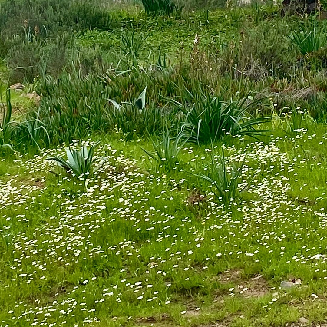No início do dia, a paisagem alarga-se sobre o Alqueva e o café bem quente e aromático acompanhado de pão alentejano e muita calma permitem planear um dia prazenteiro e vagaroso.
Podemos apreciar o despertar da primavera, com os campos cobertos de flores silvestres e temperaturas amenas que convidam a atividades ao ar livre antes do calor intenso do verão.
At the start of the day, the landscape stretches out over Alqueva and the hot, aromatic coffee accompanied by Alentejo bread and plenty of calm allow you to plan a pleasant and leisurely day.
You can enjoy the awakening of spring, with fields covered in wildflowers and mild temperatures that invite outdoor activities before the intense heat of summer.
#spring #primavera #flowers #countryflowers #alquevalake #lagoalqueva #montimerso #montimersoskyscapecountryhouse