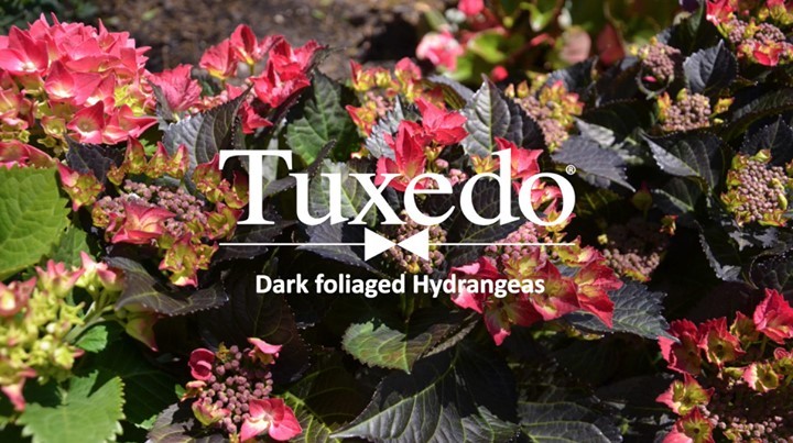 It’s easy to see why these Tuxedo® Hydrangeas stand out from all other hydrangeas. The flowers are big, lushly bold and cover most of the plant, but it’s the foliage of the Tuxedo hydrangeas which is really the hero. The deep purple/black-flushed leaves make anyone do a double-take… which means these hydrangeas look brilliant in the garden even when they’re not in full flower.