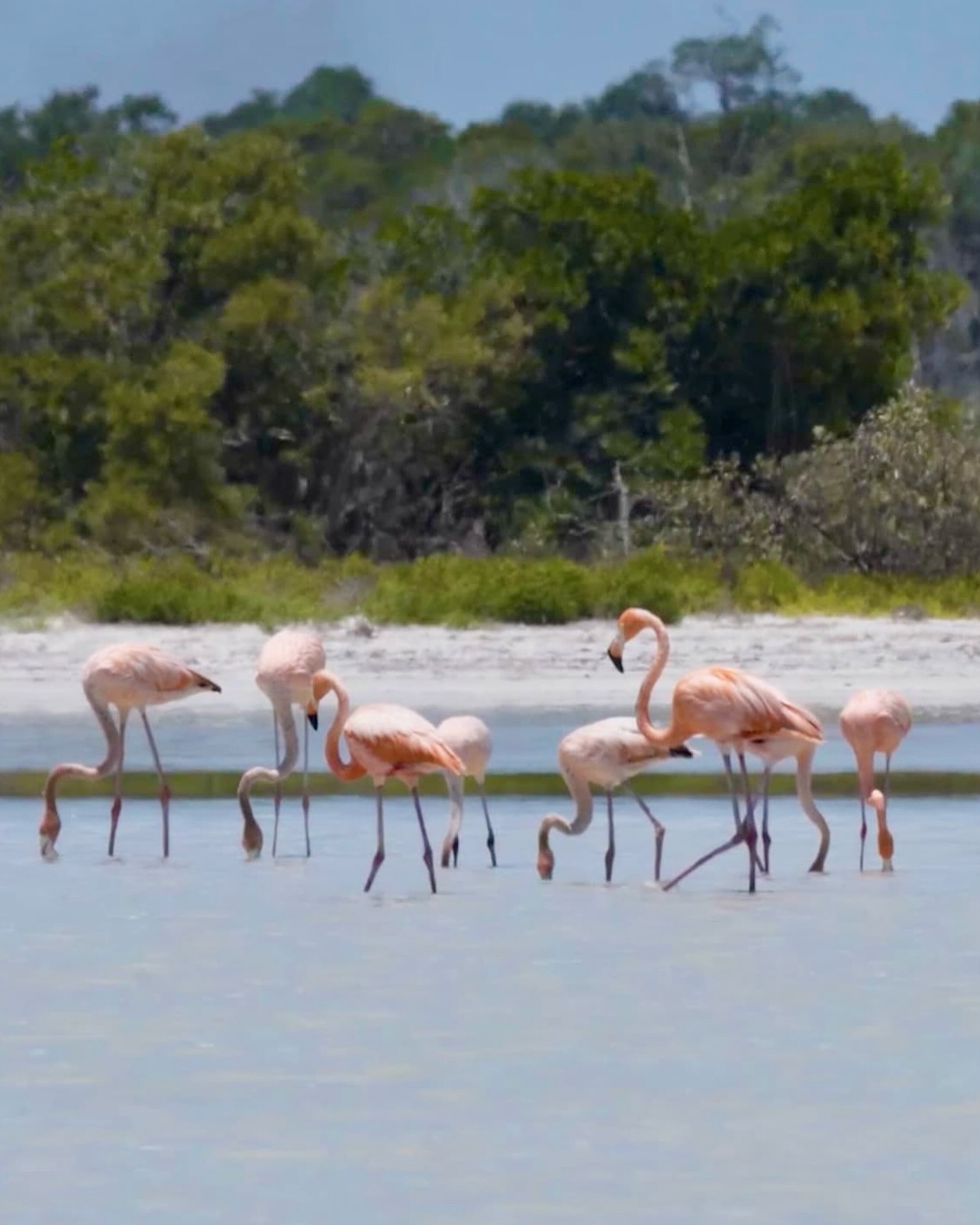 Rio Lagartos & Las Coloradas feel like another planet 💗🌊
Pink lakes, flamingos everywhere, salty breezes, and that calm, wild beauty you only find in northern Yucatán. From boat rides through mangroves to spotting crocodiles and birds, every moment feels surreal.
Nature really shows off here — and the colors? 100% real, no filter needed ✨