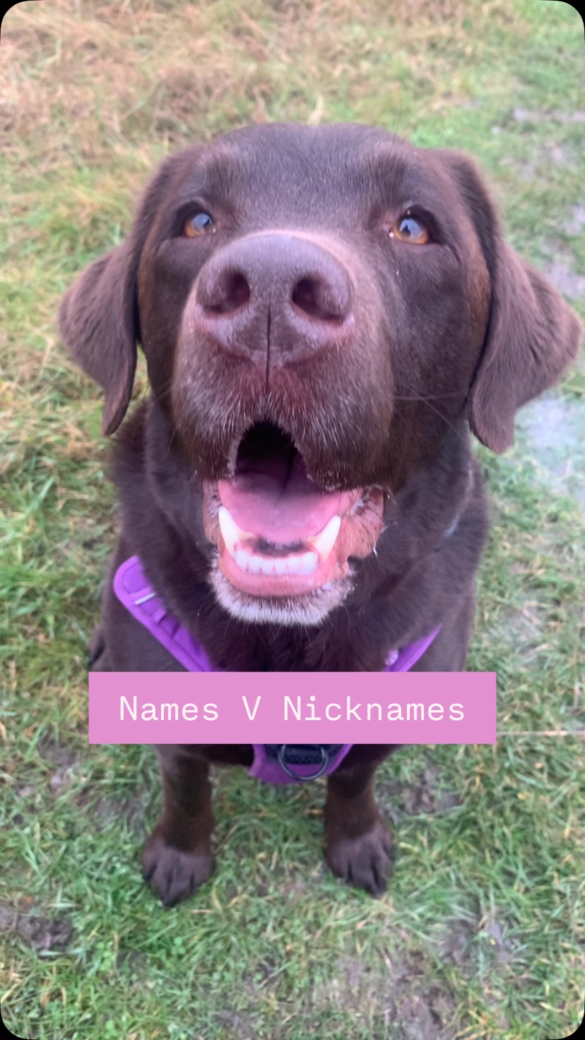 🐶 Their Name vs. What We Actually Call Them -Part one
#dogwalker #dogwalkergreatwakering #dogwalkerrochford #professionaldogwalker #dognicknames