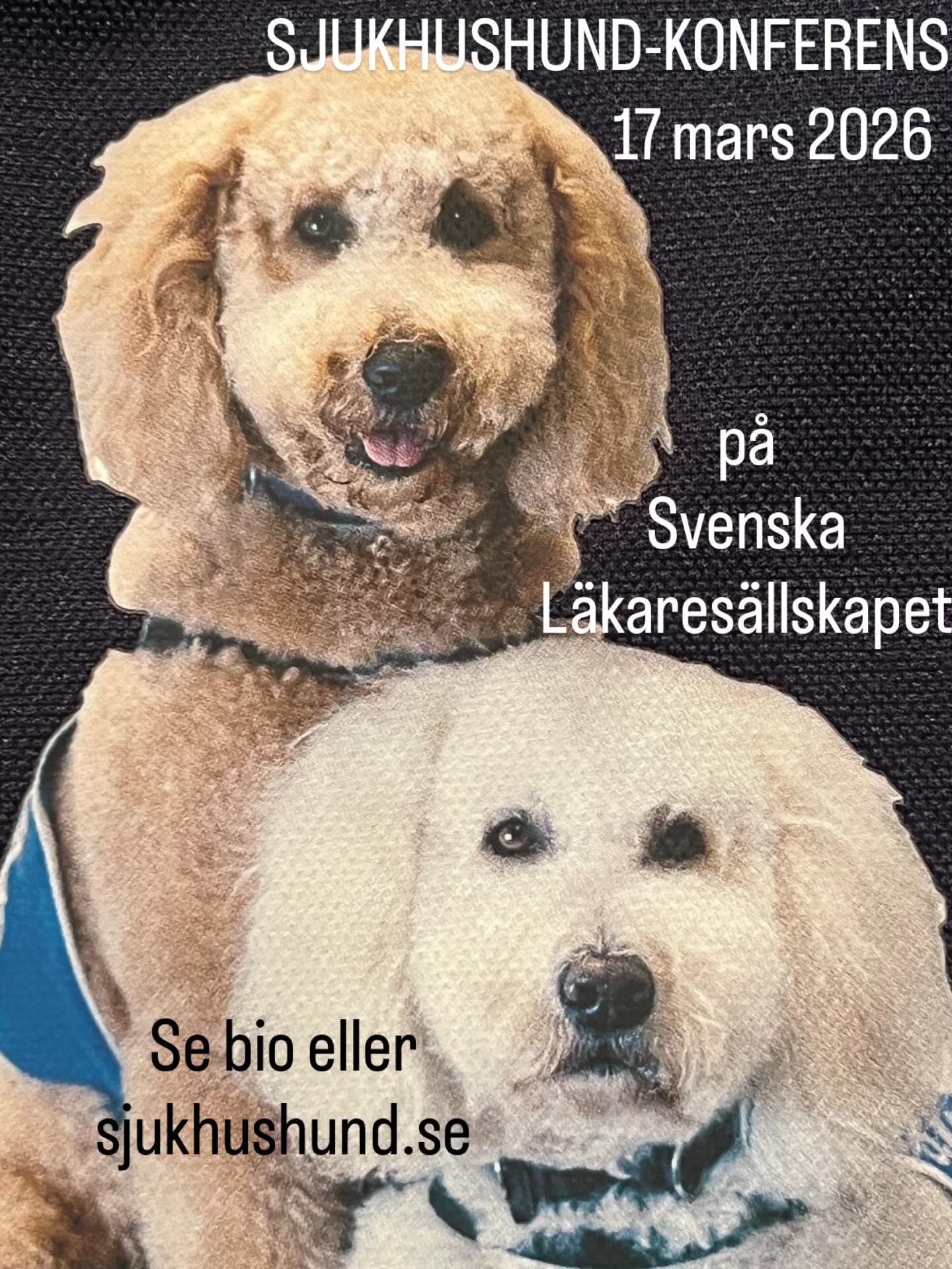 Sjukhushund®-konferens den 17 mars 2026 på Svenska Läkaresällskapet, Stockholm. Se bio o/e sjukhushund.se för agenda och anmälan. Vi ses där! 👍🐾 #sjukhus #hund #hospital #dog #konferens