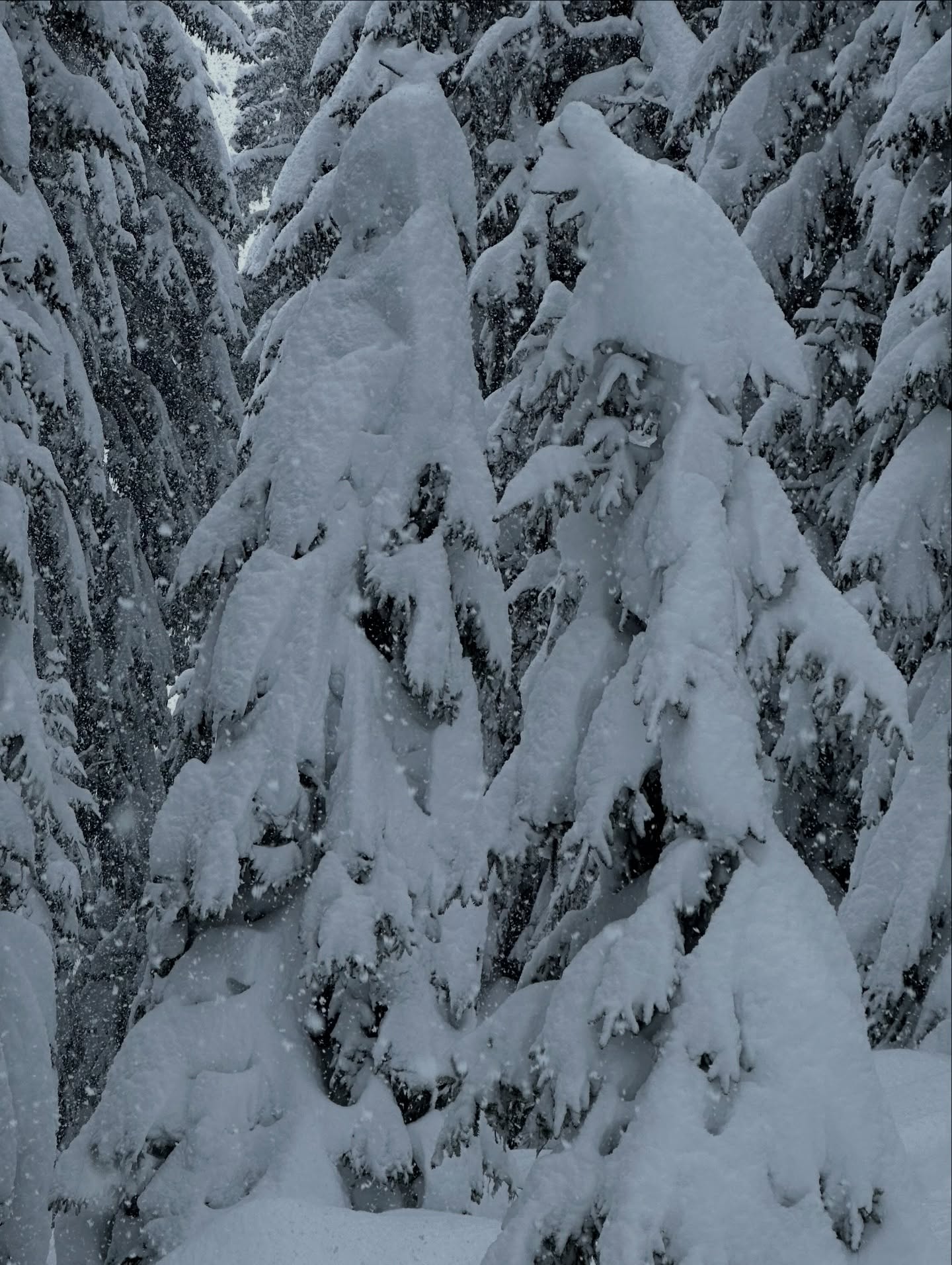 The things we like,
French Alps at this moment 🙏🙏
Small forest, easy, steep enough to have fun in safety, but it’s in this kind of condition that I wonder if the earth is flat ? Or round ?
#earthisflat
#snowboarding #snowboard #frenchalps #alps