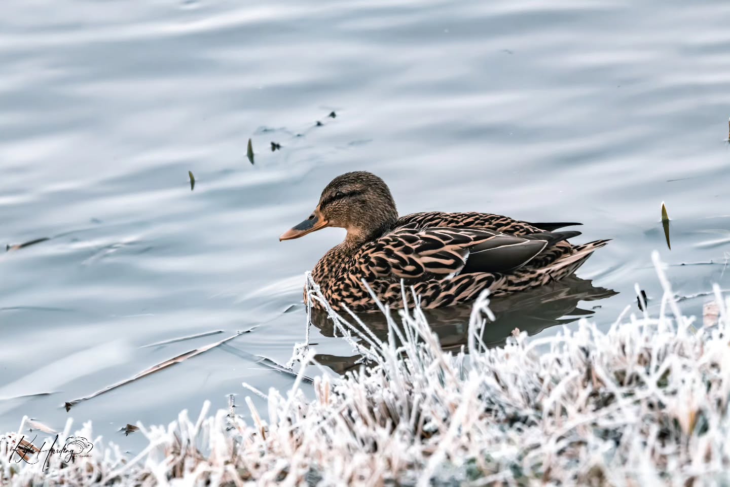 Some mornings don’t ask for attention — they simply exist in stillness.
This mallard drifted quietly along the frozen edge of the water, surrounded by frost-covered grass and the soft tones of winter. No urgency. No disturbance. Just a moment of calm in a cold world.
These are the moments I’m drawn to most — where nature slows everything down, and all you can do is observe.
📍 Upton Warren Nature Reserve, Worcestershire
#mallard #duck #wildlifephotography #naturephotography #birdphotography