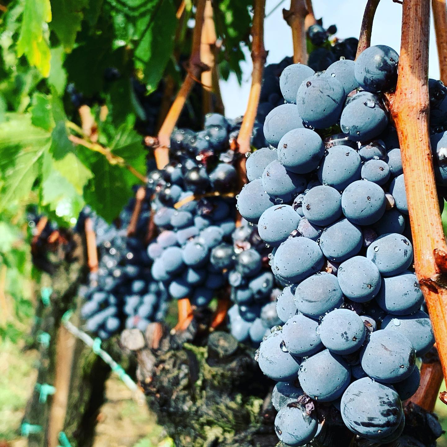 #vendemmia2019 ancora lontana a #raddainchianti , almeno altri 15 giorni e poi sarà una nuova annata di #chianticlassico.
#vigneto in #salute grazie ad #antimyc
Scopri di più qui
http://laboratorioenologicotoscano.it/antimyc/