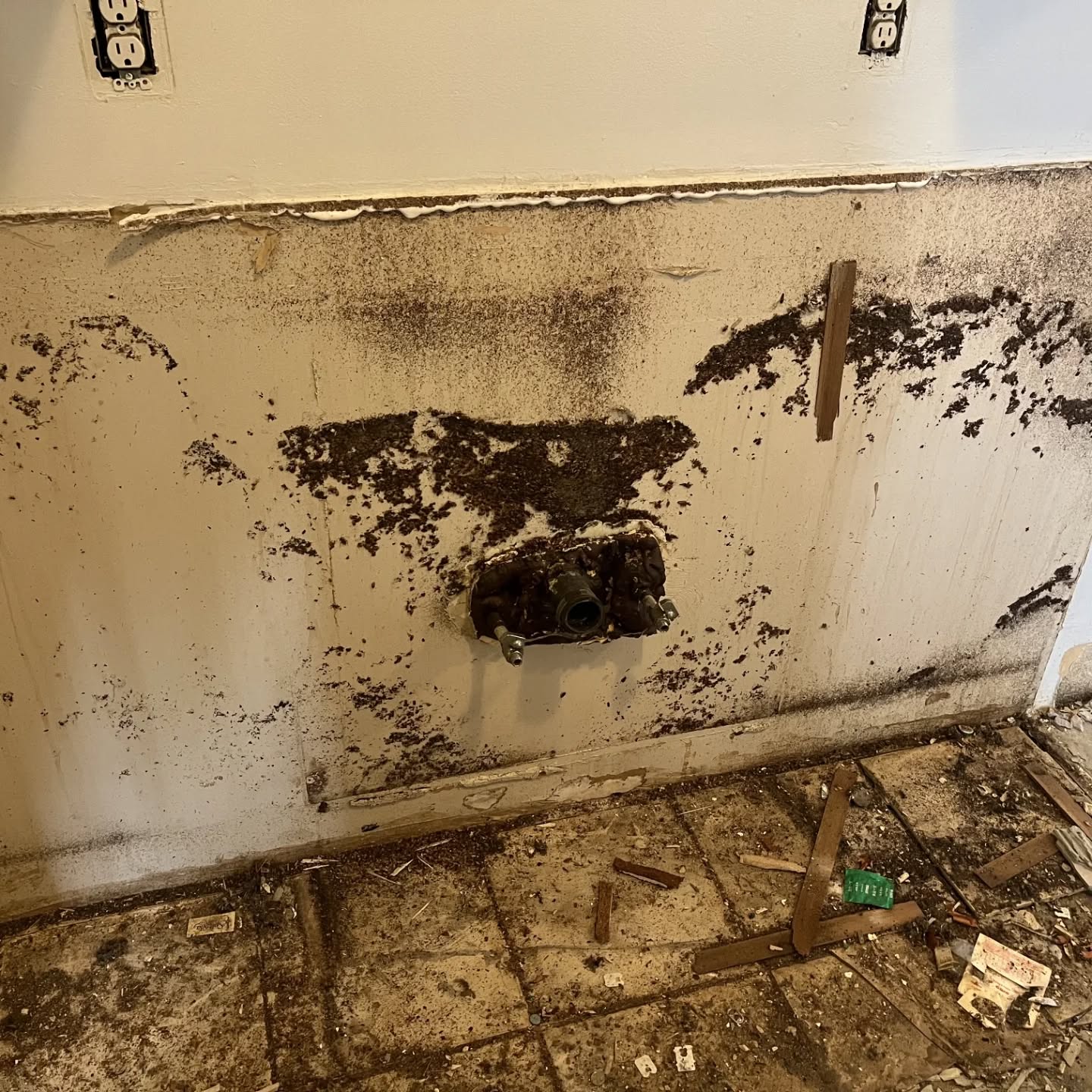 Welp we can't say that fumigation doesn't work... We're turning over units in a building that was in really rough shape and had blitzed every unit. This is what we found behind the kitchen cabinets when they were torn out. All dead...but holy smokes someone lived here while these were alive at one point!! 🤢😳