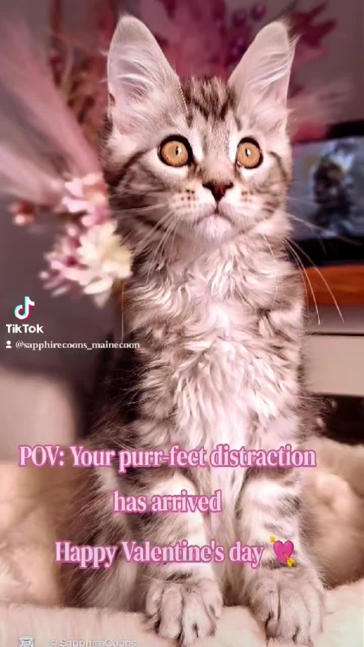 Happy Valentine's day 💘💌💘
#showkittens #adorablekitten #mainecoonkitten #sapphirecoon #showkitten #mainecoonbreeder #sapphirecoonscattery #mainecoon #cutekitten #sapphirecoons #valentinesday❤️