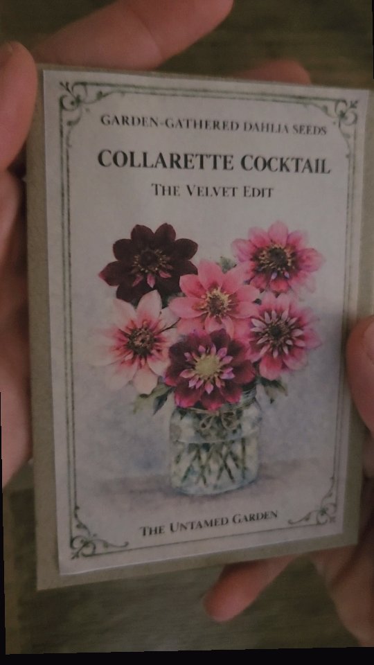 Our garden-gathered dahlia seeds return February 28th at 10am.
Our 2026 Spring Seed Sale:
🌱 Flutterby
Open-centred dahlias loved by pollinators, with airy petals and wild, painterly variation. Effortless, joyful, and endlessly generous from seed.
🌱 Collarette Cocktail
Our most reliable seed parents. Strong plants, generous bloomers, and the widest range of colours and forms. The perfect place to begin.
🌱 Unicorn Selection
Seeds from rarer, harder-to-find varieties and exceptional seedlings. Less common parents, fewer seeds, and endless possibility. All collected from fully double, closed-centred dahlias.
🌱 Velvet Edit *New 2026 Introduction*
A collarette selection focused on deeper tones — plum, burgundy, smoky raspberry, and dark centres with contrasting collars.
Every one was gathered here in England, by hand, over the season. Open-pollinated, isolated forms by distance and planting location.
Limited quantities, as always.
UK shipping only. 💌