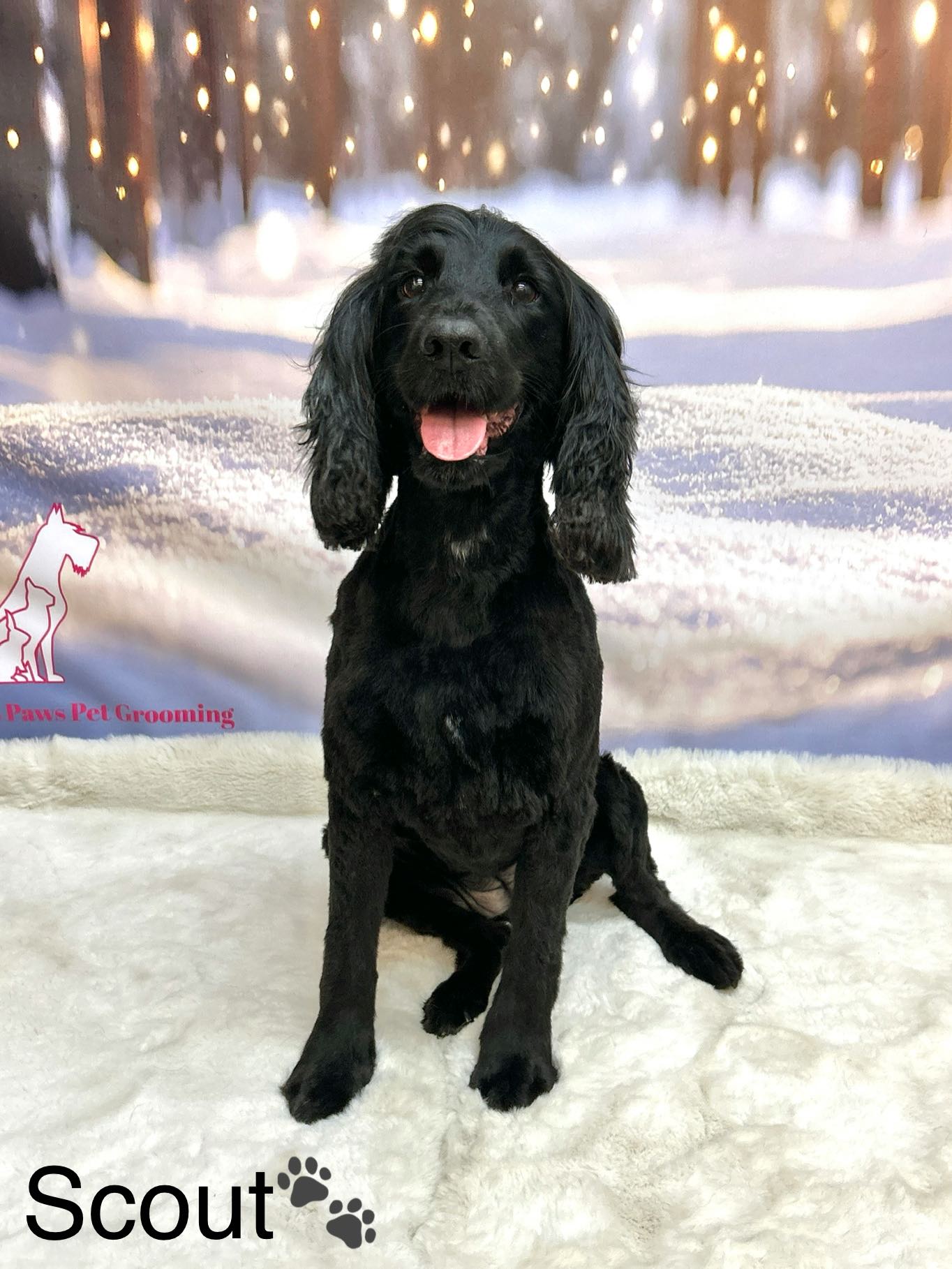 12/02/26 Can’t get enough of these adorable pups!, seriously those dogs are stealing the show for the photos 🐶🥰
#cute #spaniellovers #doggroominglife🐾✂️ #puppylove #foryou