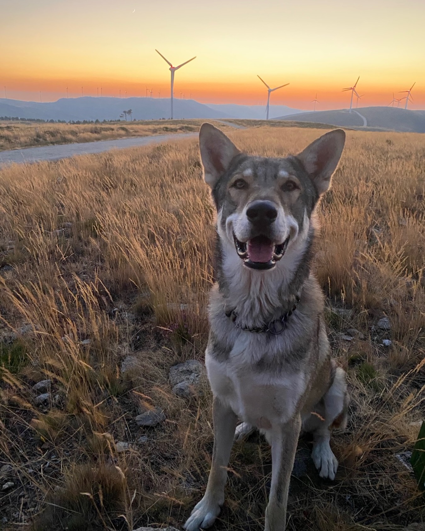 Máka 💕
Our Saarloos wolfdog. The breed stems from a wolf and a German shepherd.
He is 7 years old but still behaves like a puppy.
Has a carnivore diet (anything else gets ignored) and a big preference for women over men. So our retreat weeks are his favorite, as you can imagine 😆
He is most happy when his pack (our family) is around him and howls when he hears wolfs howling.
He is a big, enthousiast elephant with the heart of a kittycat.
•
#meettheteam #maka #saarloos #glampingportugal #glampingdog