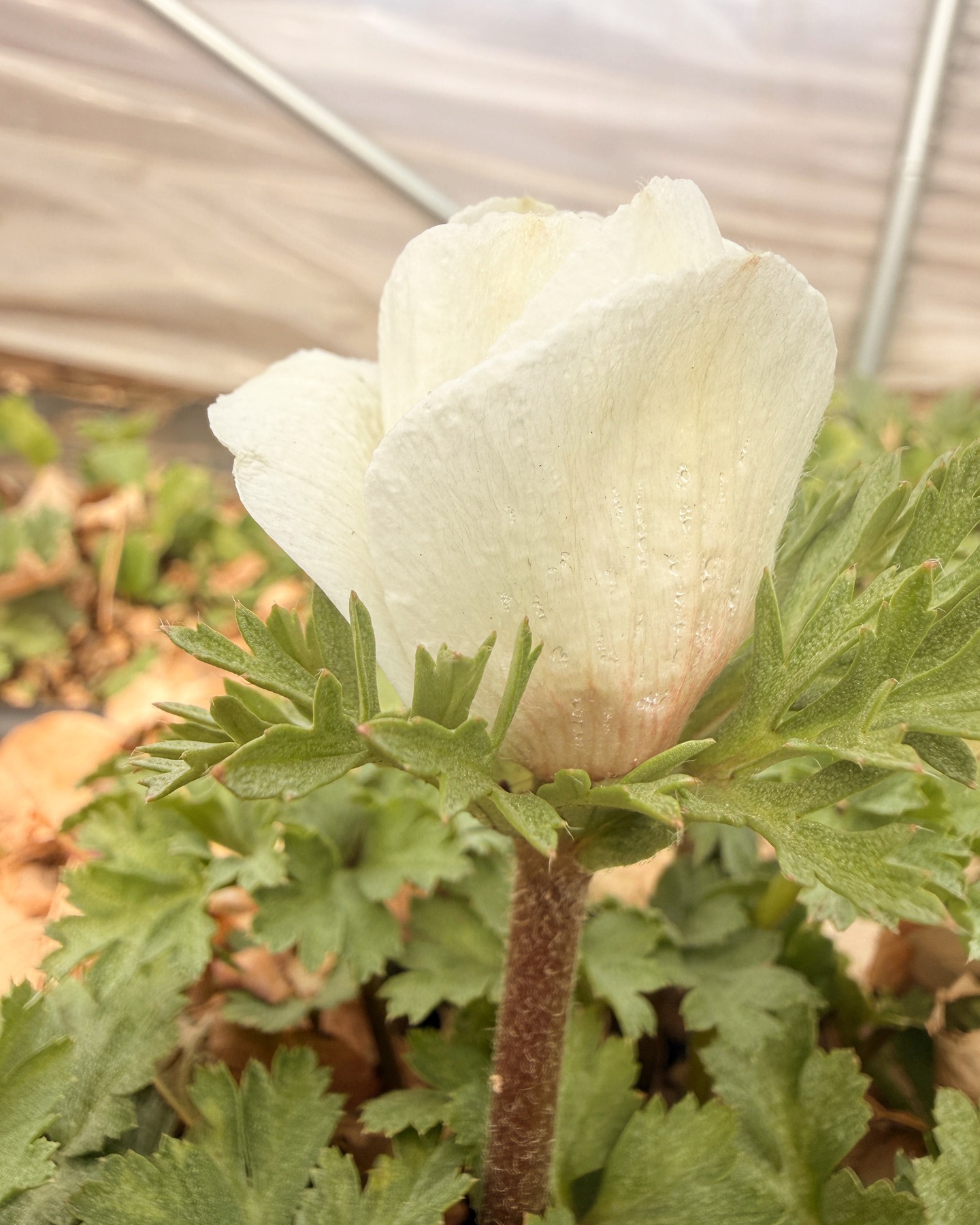 This winter has been a little bizarre. And, seeing flowers in December, January, and February really makes me wonder what the summer season will look like this year. I know a bunch of you crossed fingers and prayed for my sweet tunnel to remain green with this cold we got for a couple days. And I'm so pleased to let you know that they survived. I've never before thrown compost tea over my plants in February, but tomorrow will be a 65degree day, and the plans are growing and excited for an extra feed.